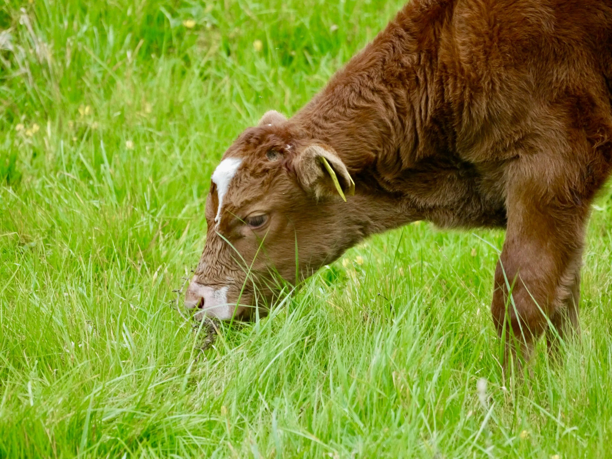 Toward a life worth living: The challenges and opportunities of the ‘welfare offence’