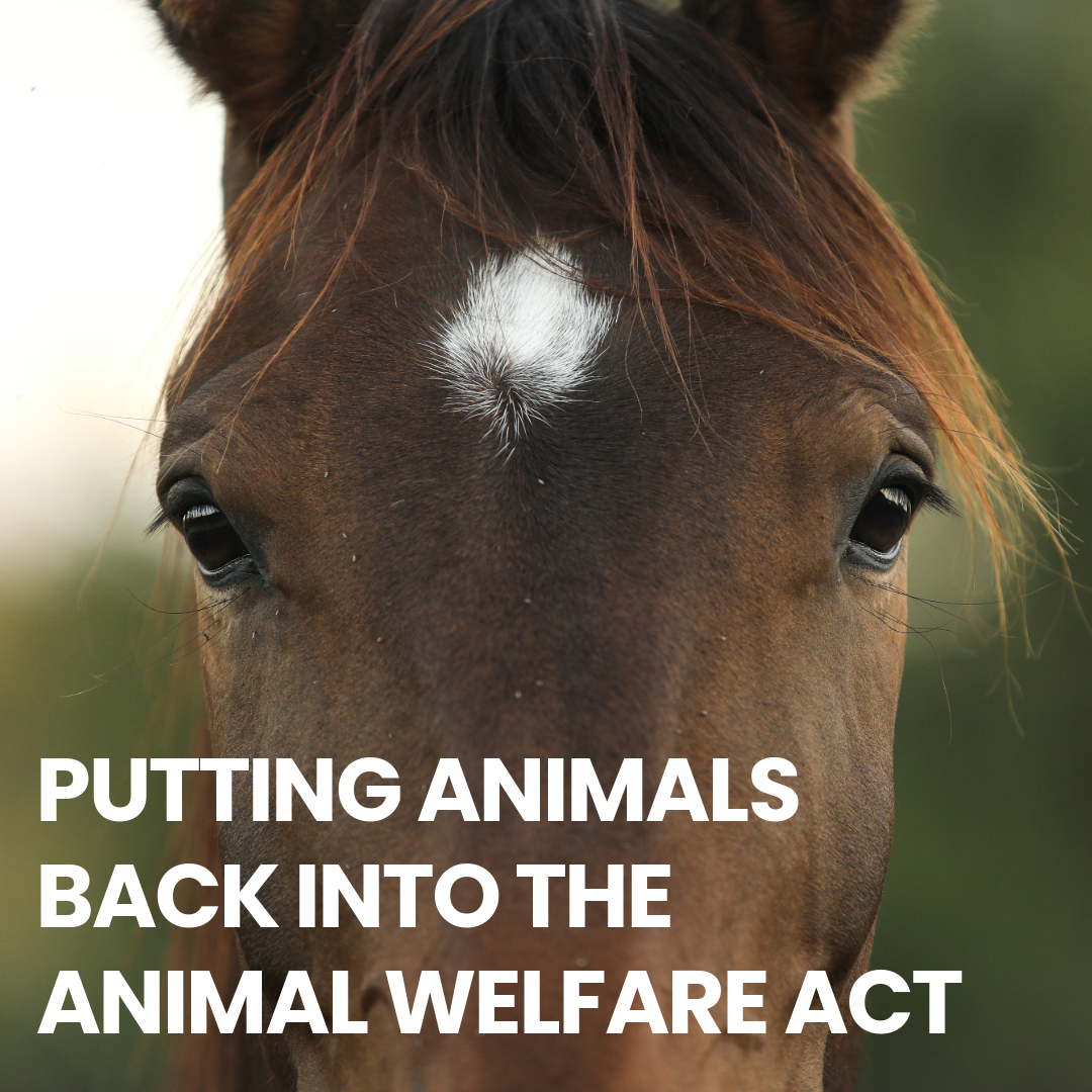 Putting Animals Back into the Animal Welfare Act