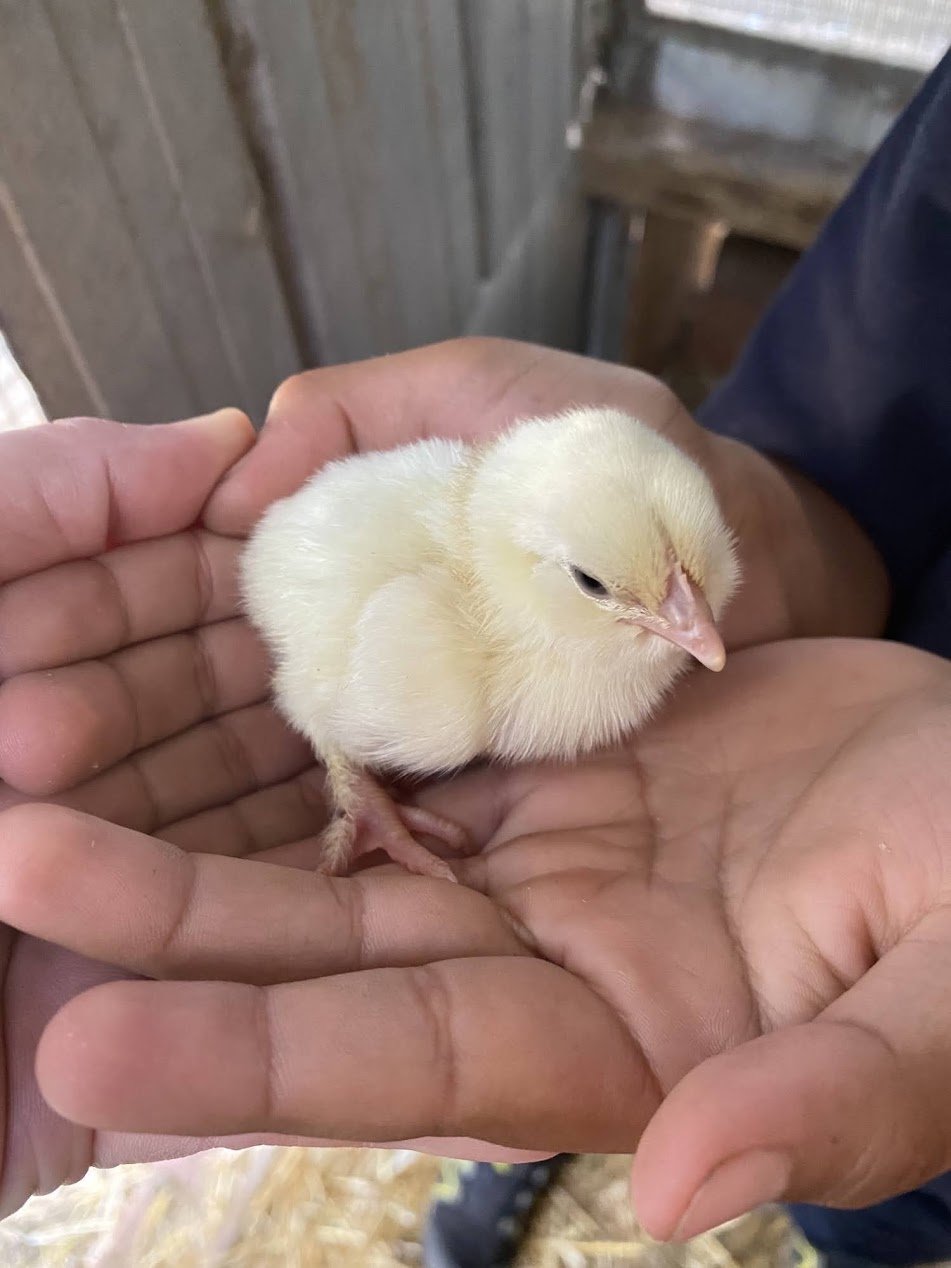 Chick.jpeg