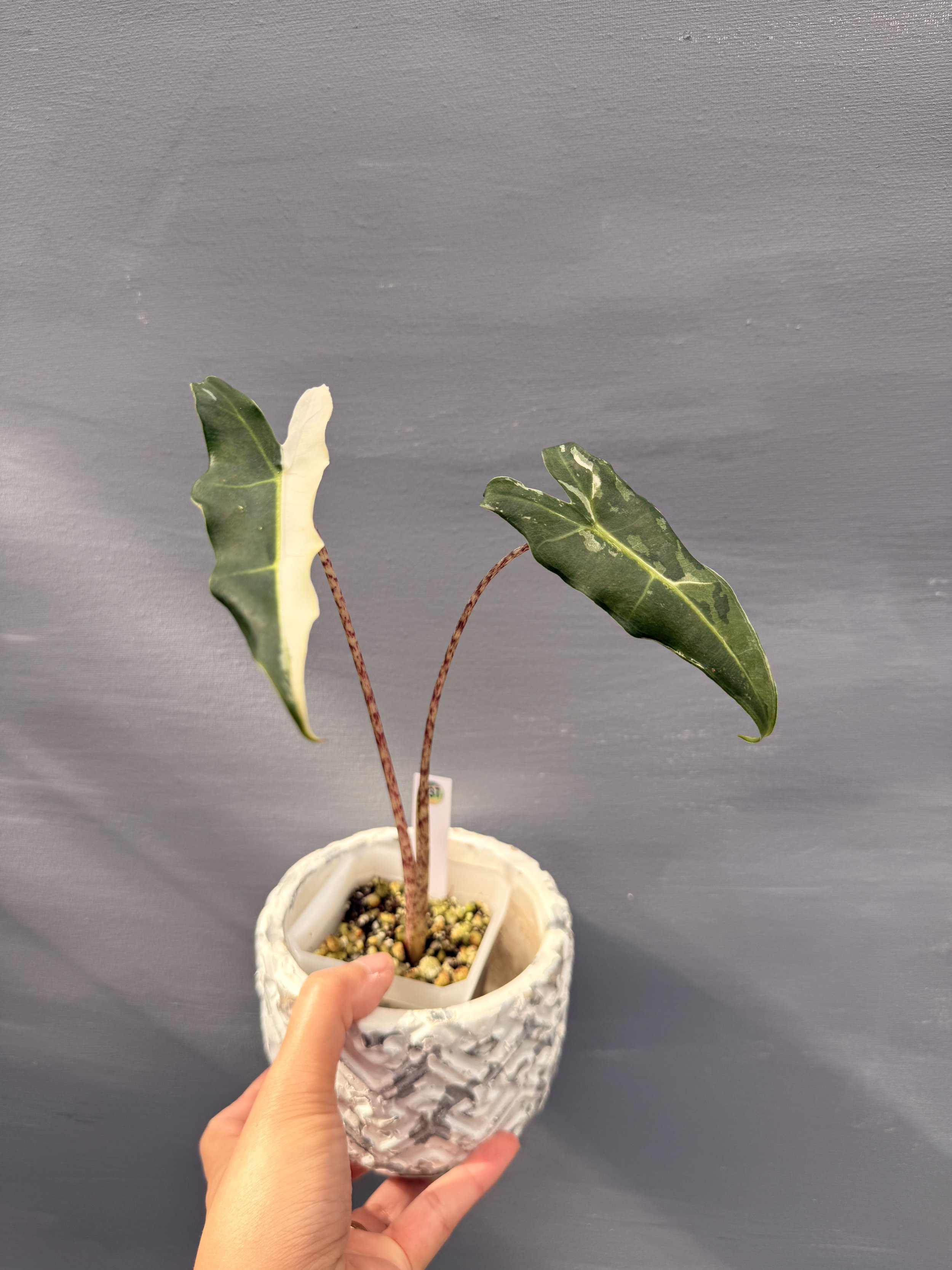 Alocasia ‘Sarian Variegated’  PSP-237