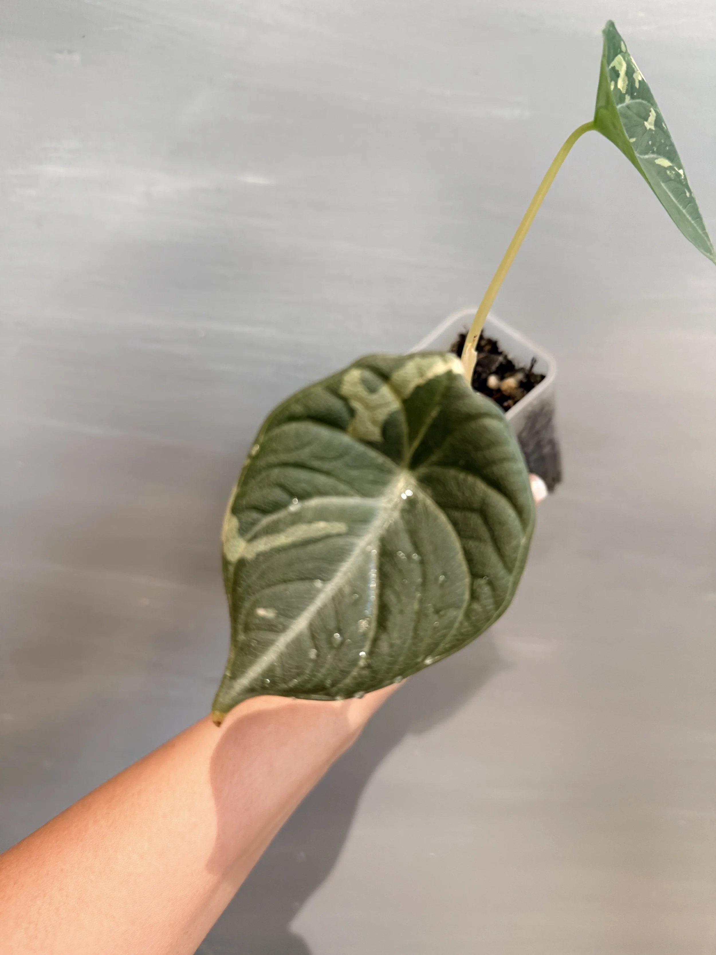 Alocasia 'Maharani' Albo PSP-401