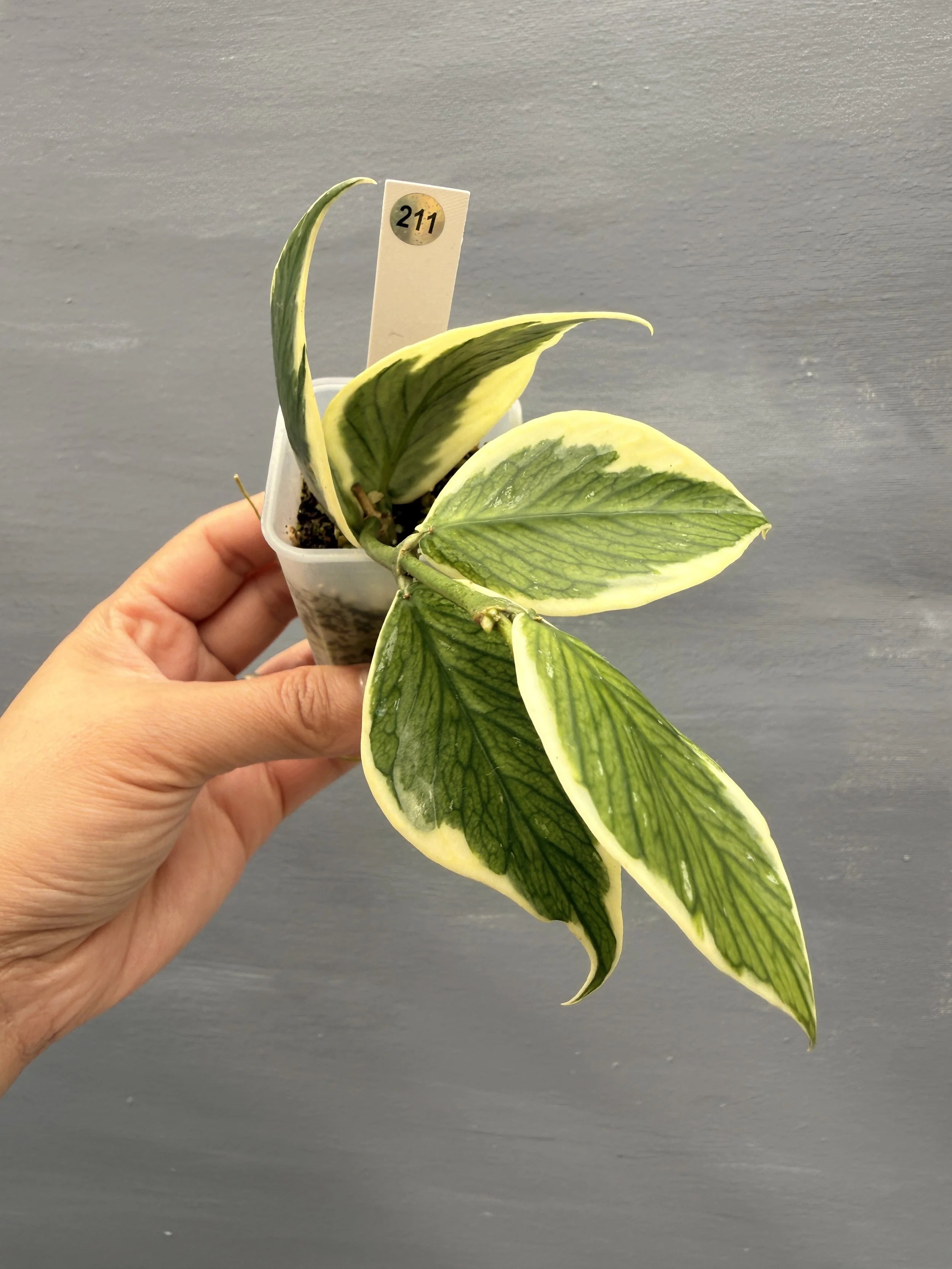 Hoya polyneura ‘Albo’ PSP-211