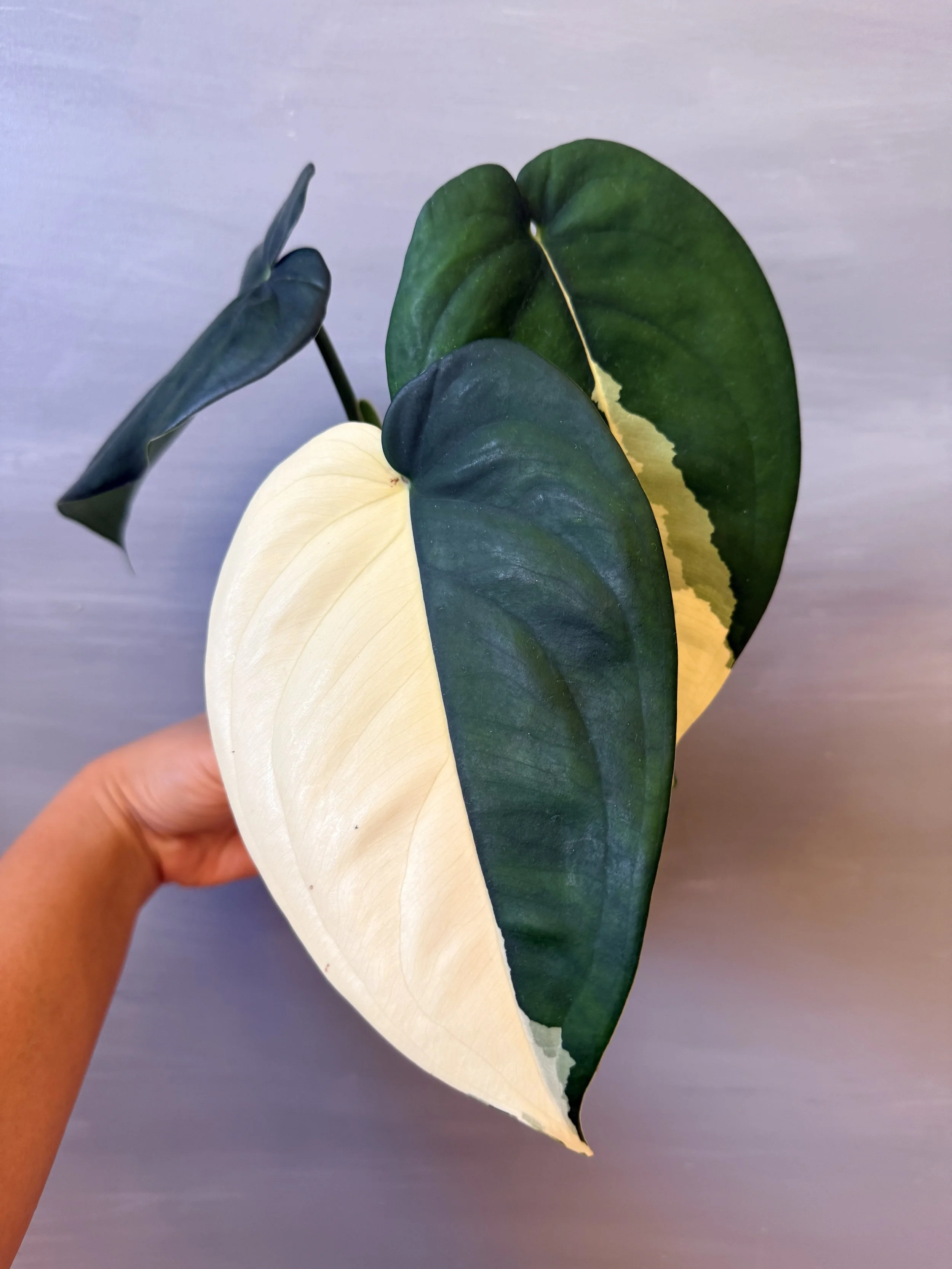 Syngonium chiapense Variegata PSP-298
