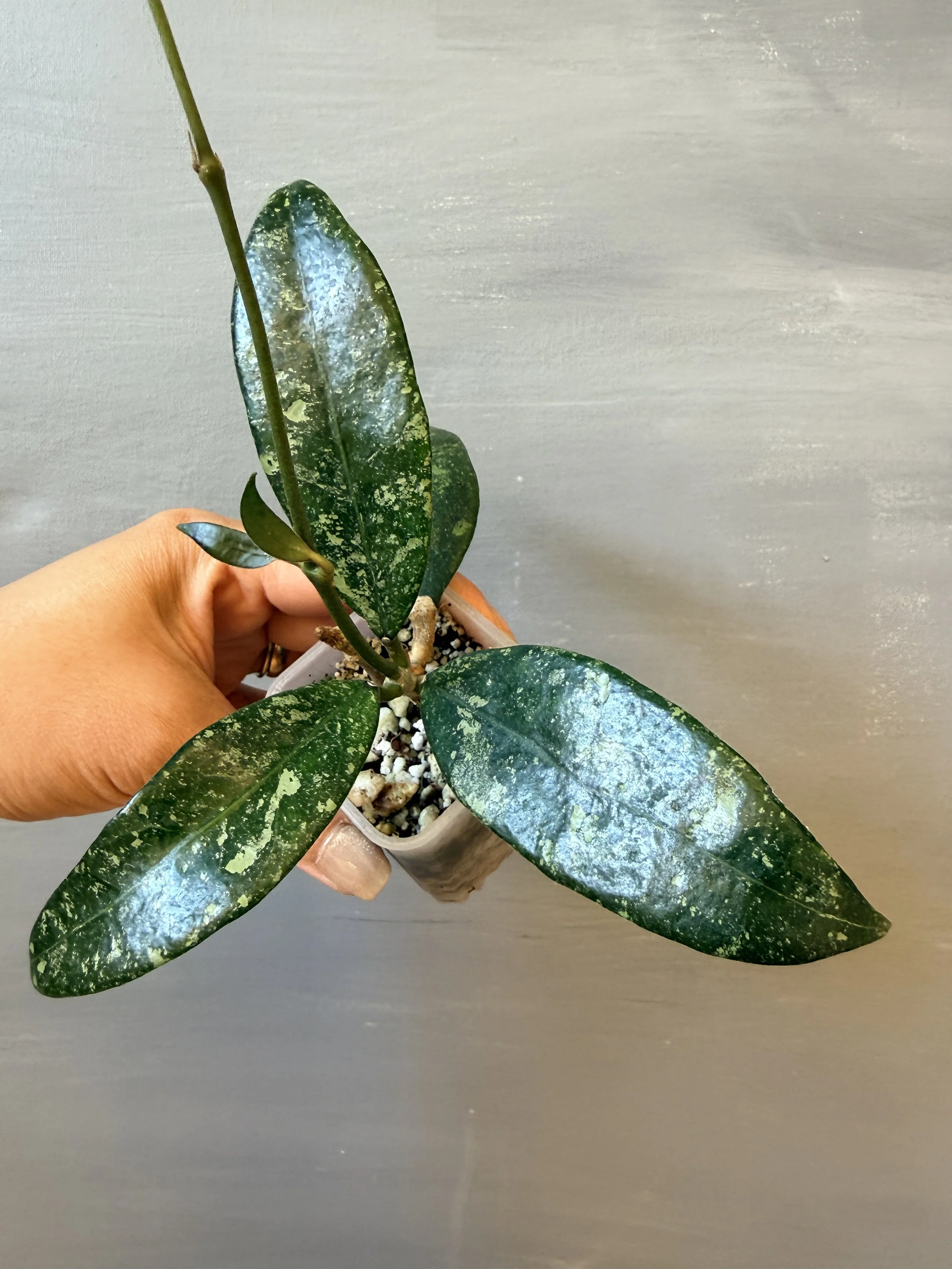 Hoya sp. NAP03 Splash PSP-494