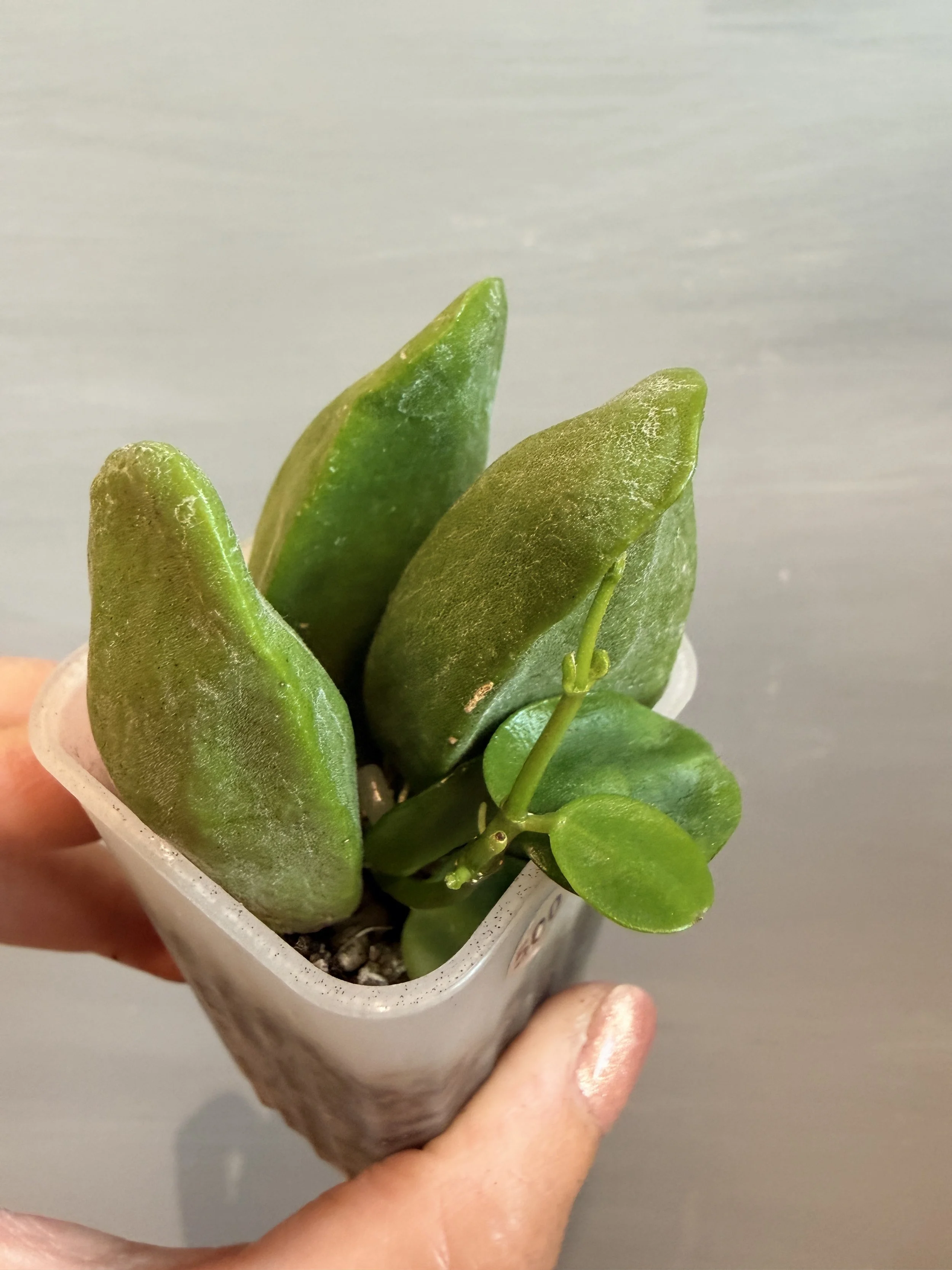 Dischidia major (Ant Plant) PSP-500
