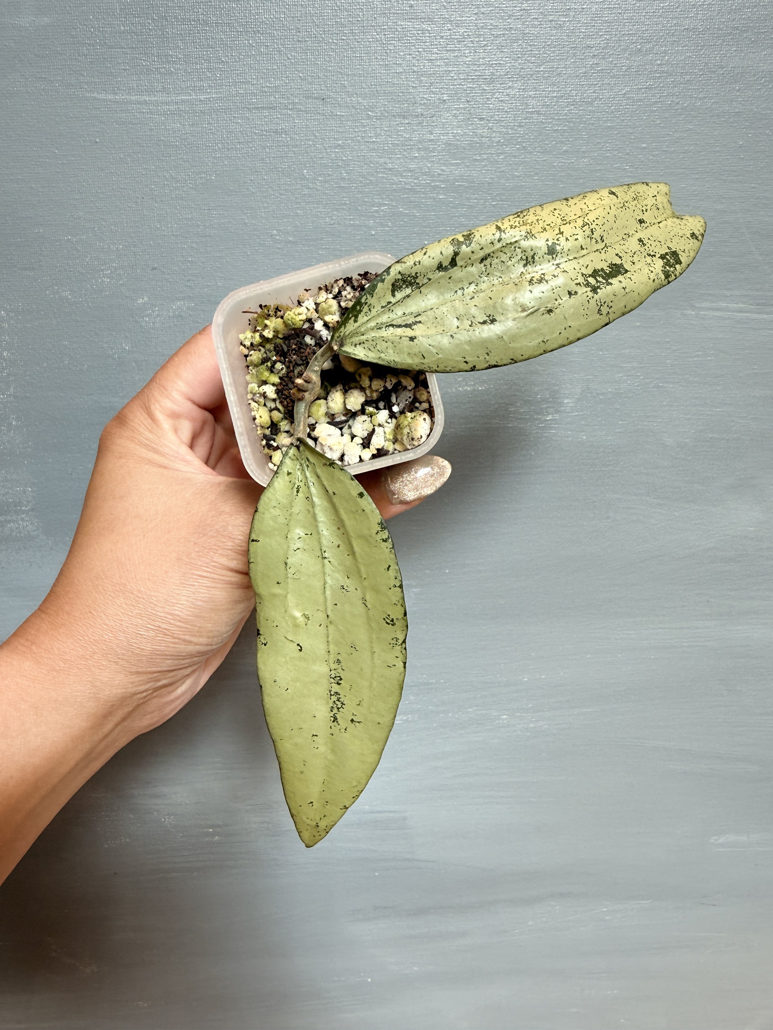 Hoya sp. Bengkulu Silver PSP-440