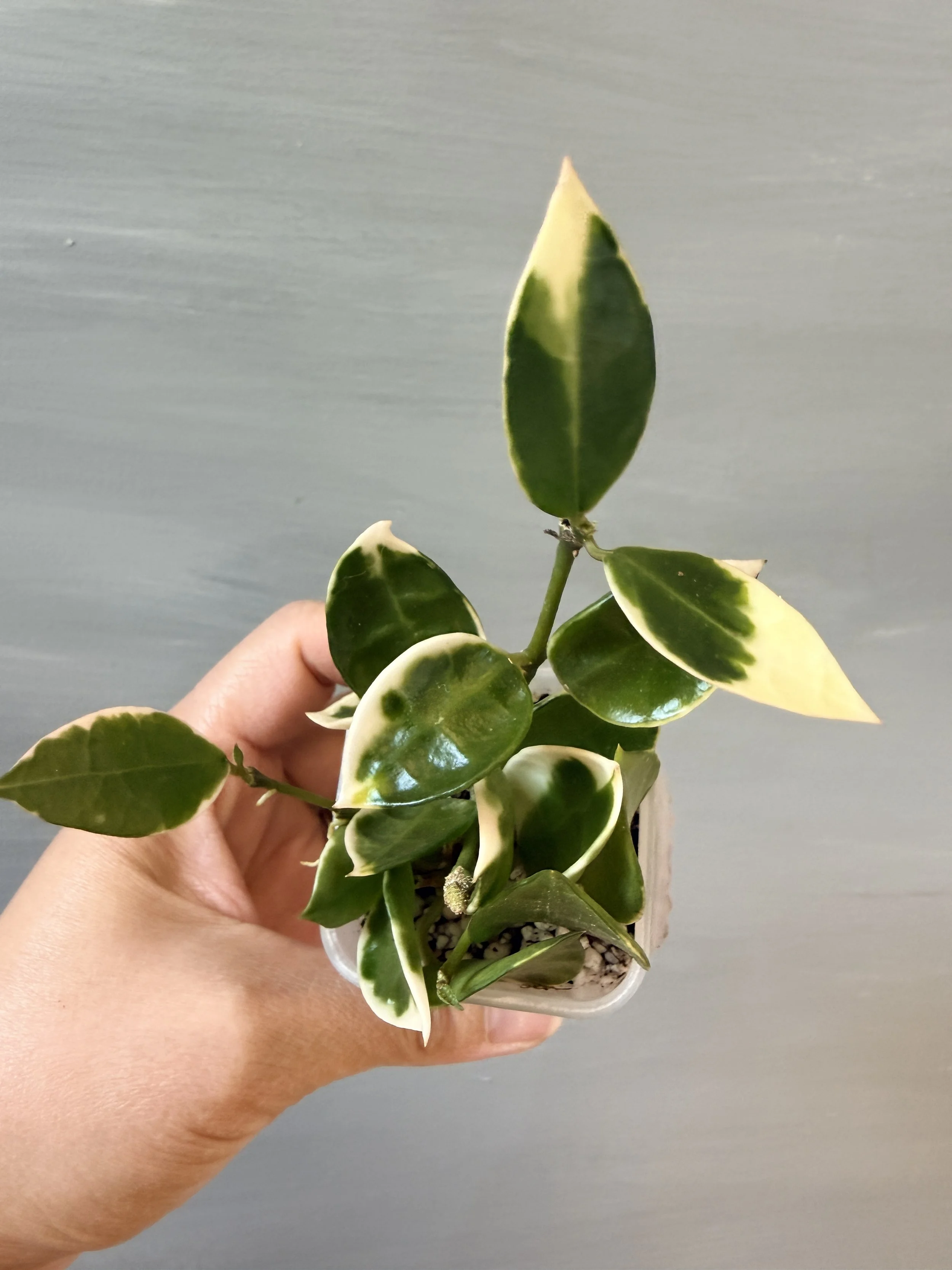 Hoya lacunosa ‘Asami’ Clone 1 PSP-521