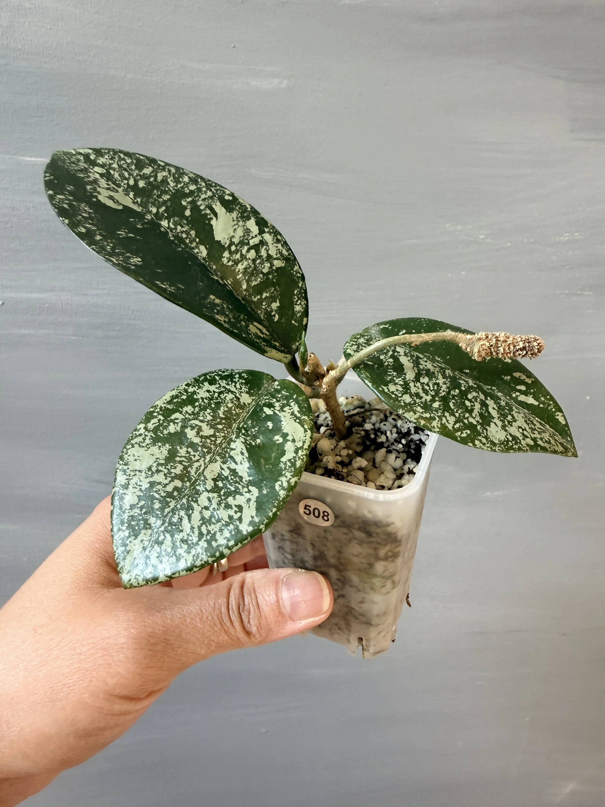 Hoya carnosa ‘Freckles Splash’ PSP-508