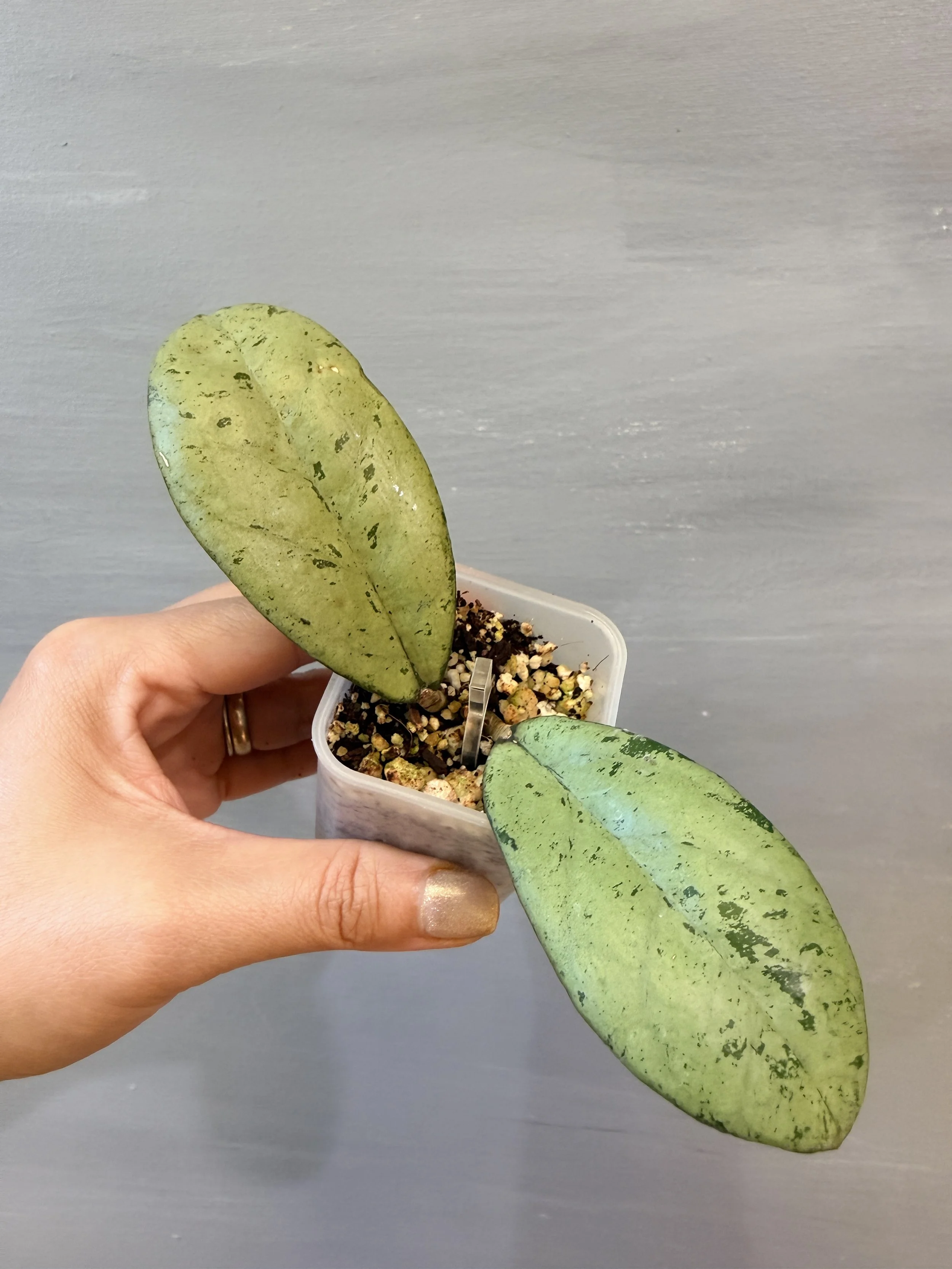 Hoya Meena Silver PSP-542