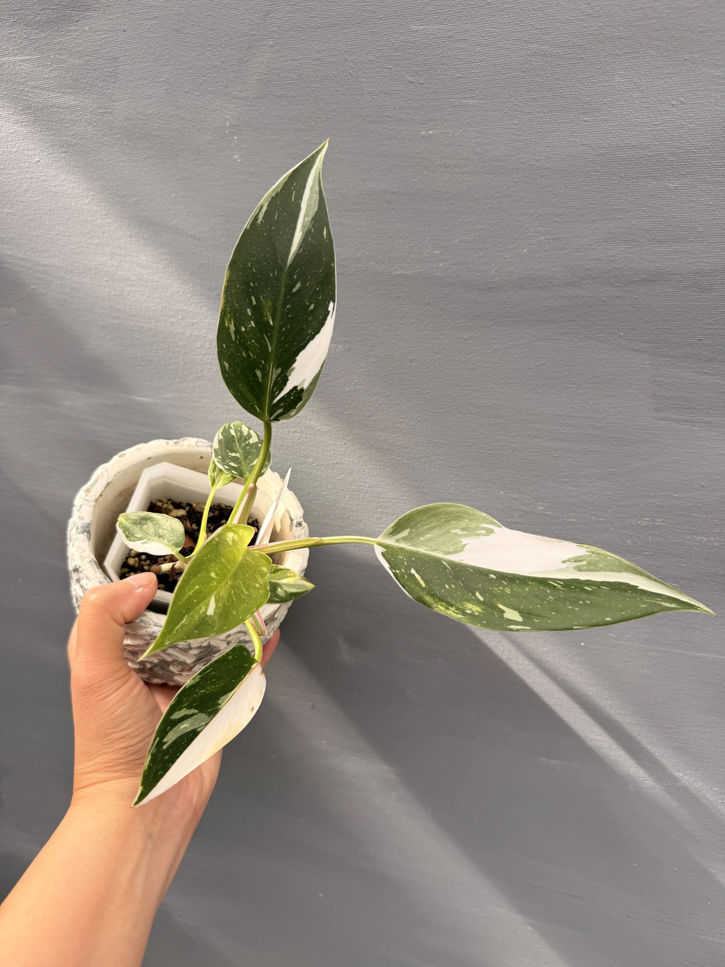 Philodendron ‘White Princess Tricolor’ PSP-232