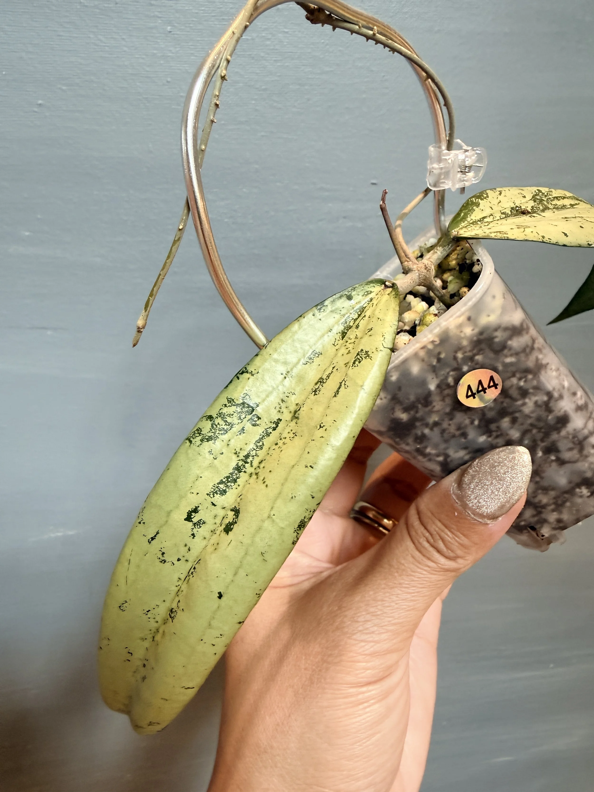 Hoya sp. Bengkulu Silver PSP-444