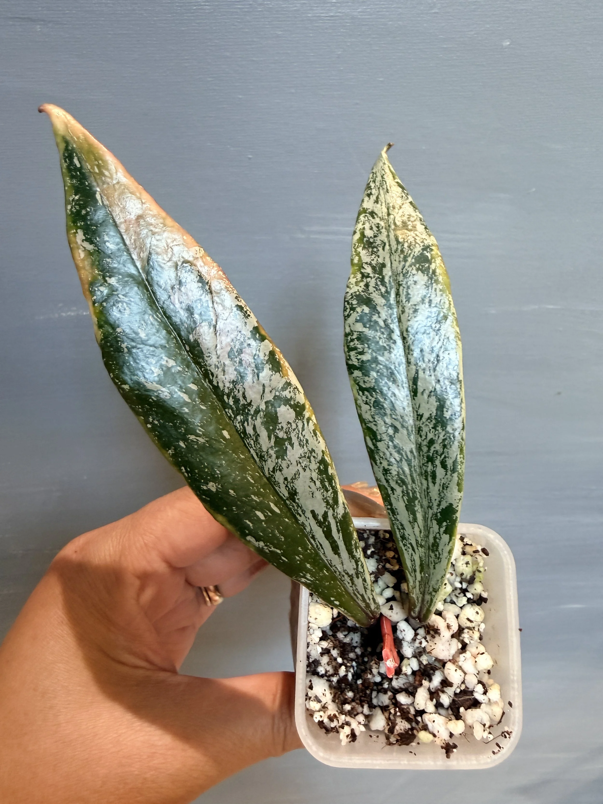 Hoya pubicalyx ‘Royal Hawaiian Purple Albo Splash’ PSP-456