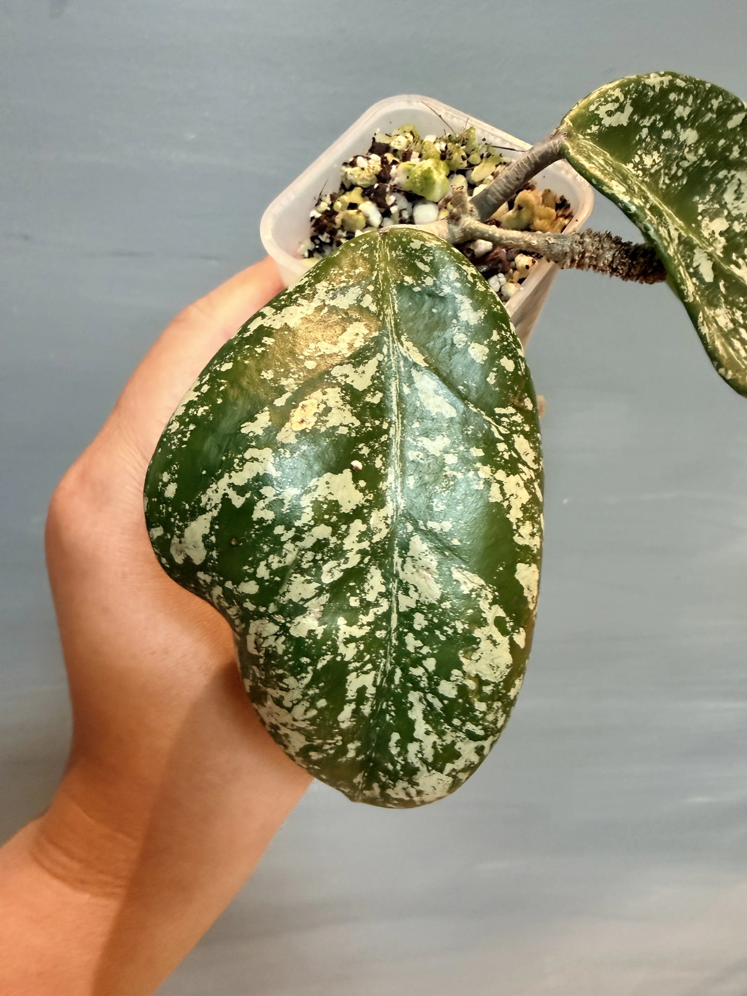 Hoya carnosa ‘Freckles Splash’ PSP-460
