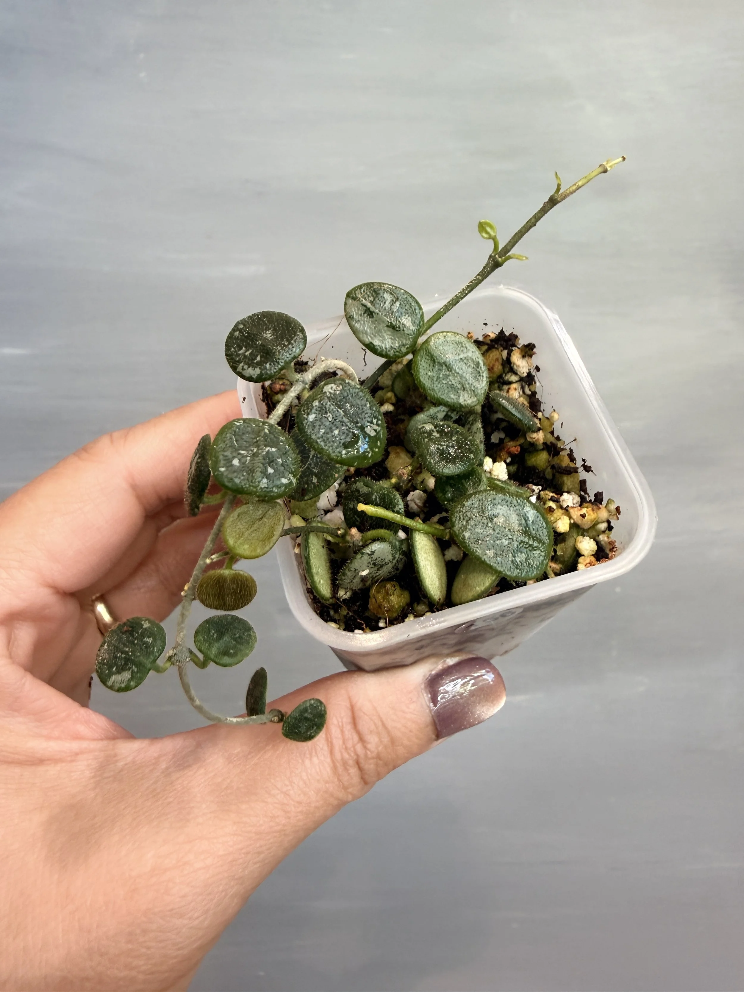 Hoya serpens Splash PSP-156