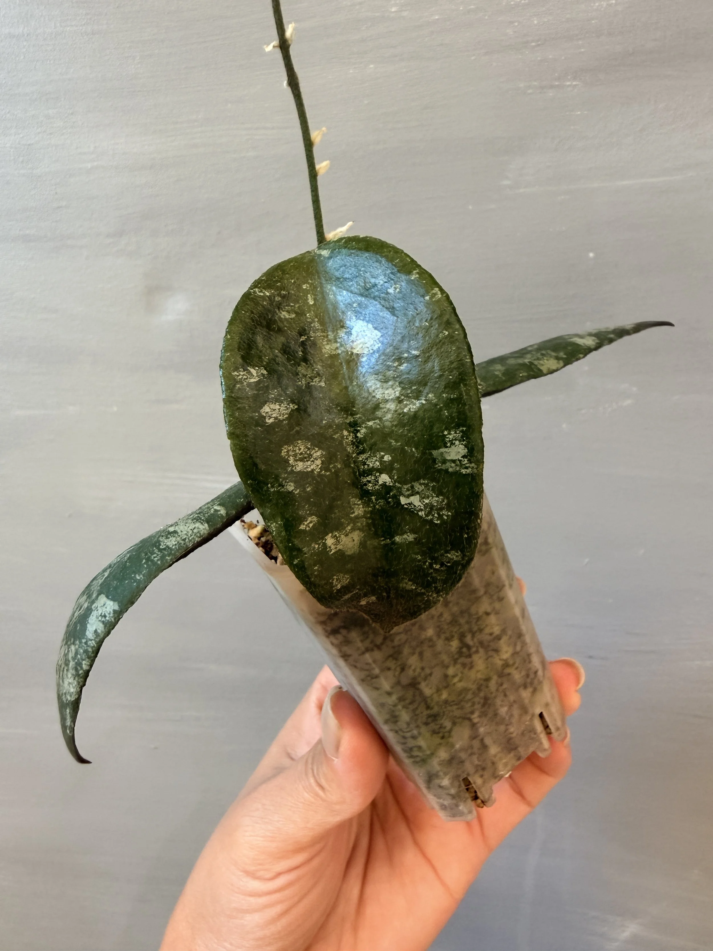 Hoya caudata ‘Sumatra’ PSP-270