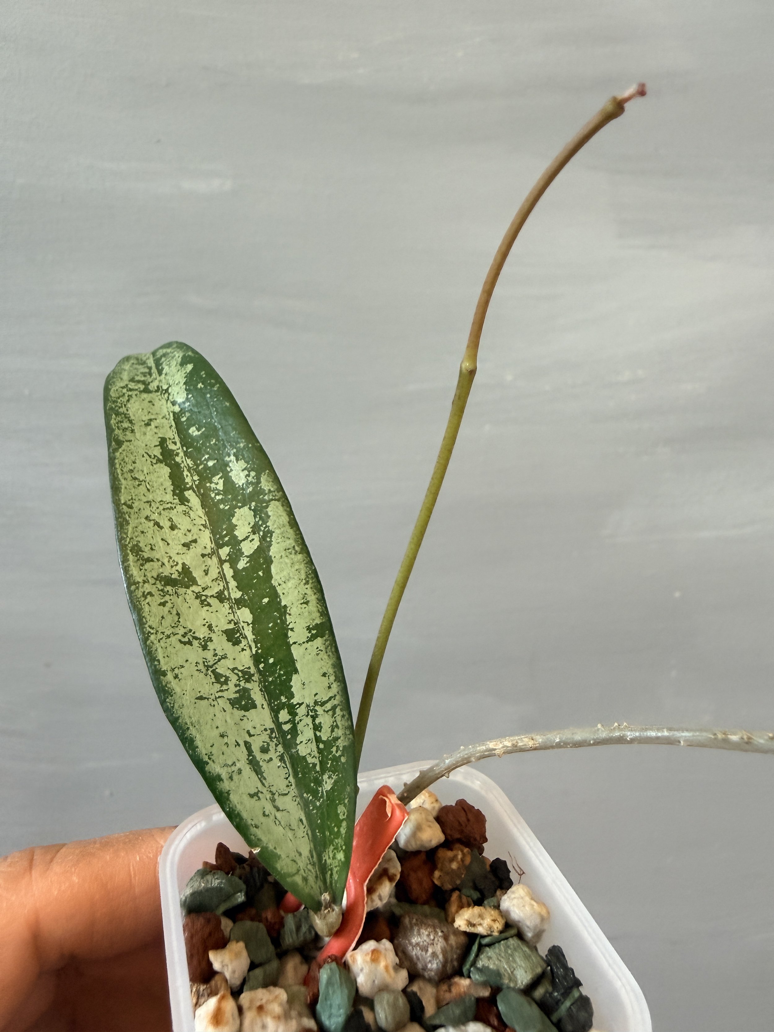 Hoya sp. Bengkulu Silver PSP-517