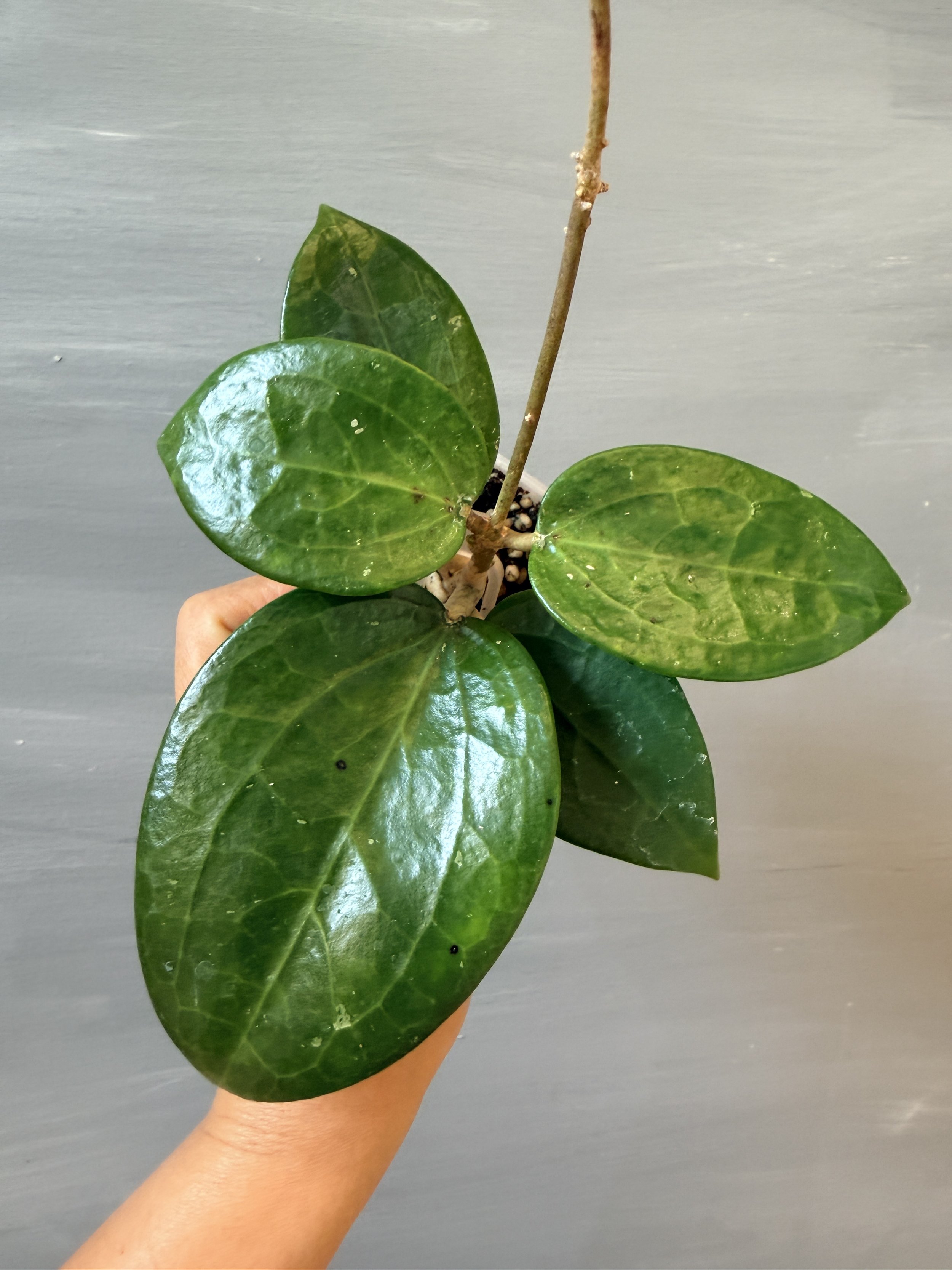 Hoya surigaoensis PSP-527