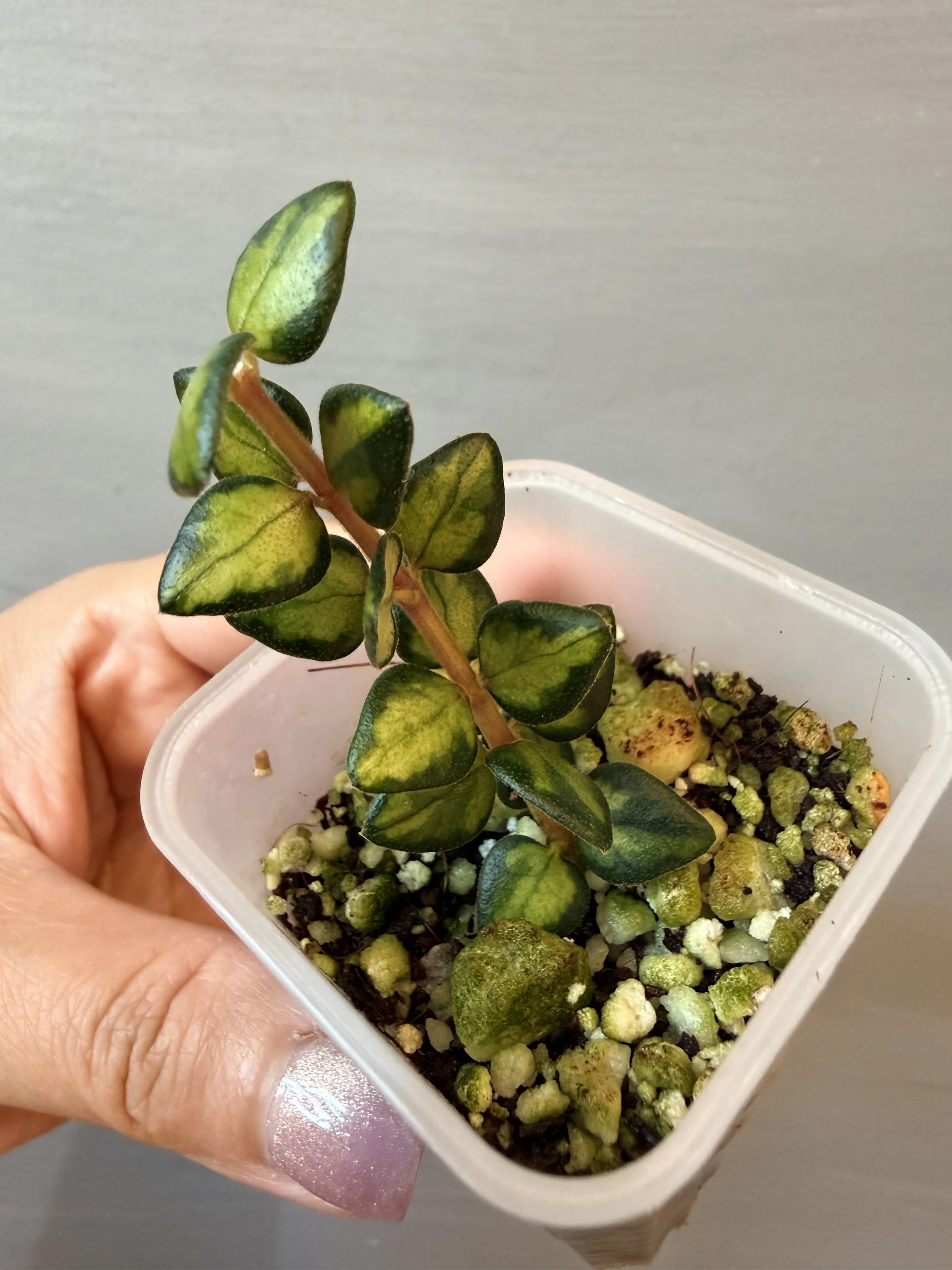 Hoya chinghungensis Variegata PSP-277