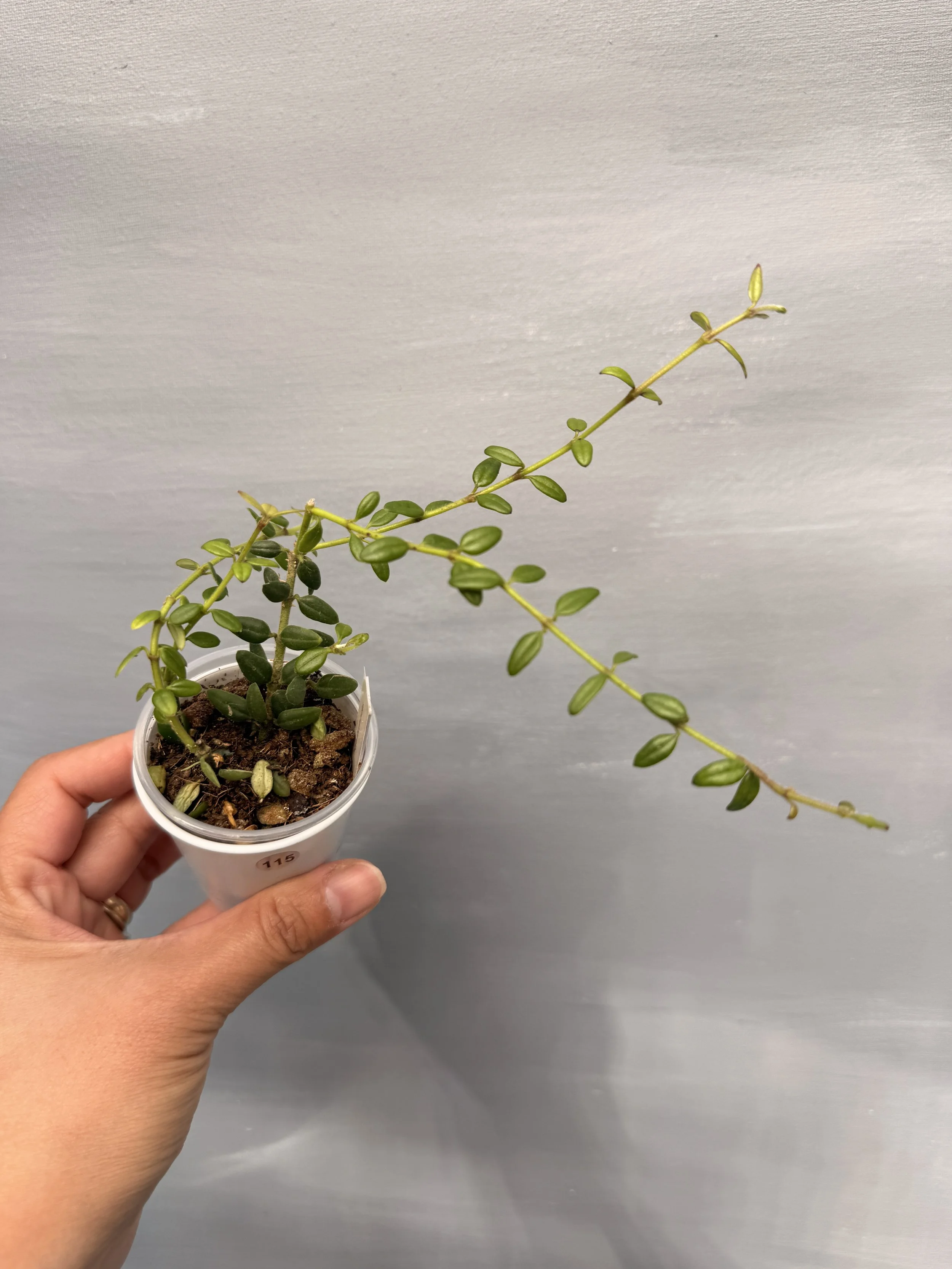 Hoya vaccinioides PSP-115