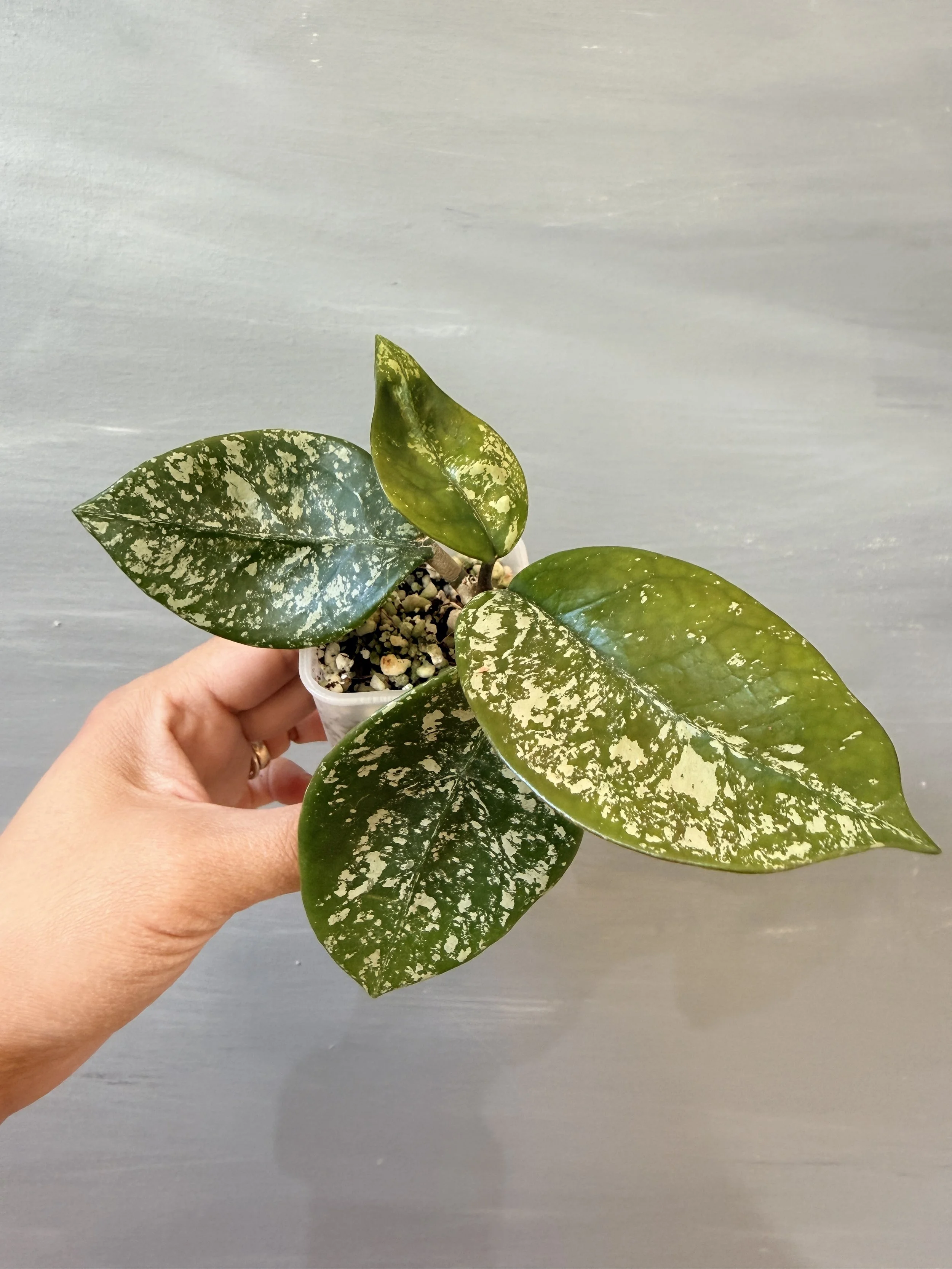 Hoya carnosa 'Freckles Splash' PSP-486