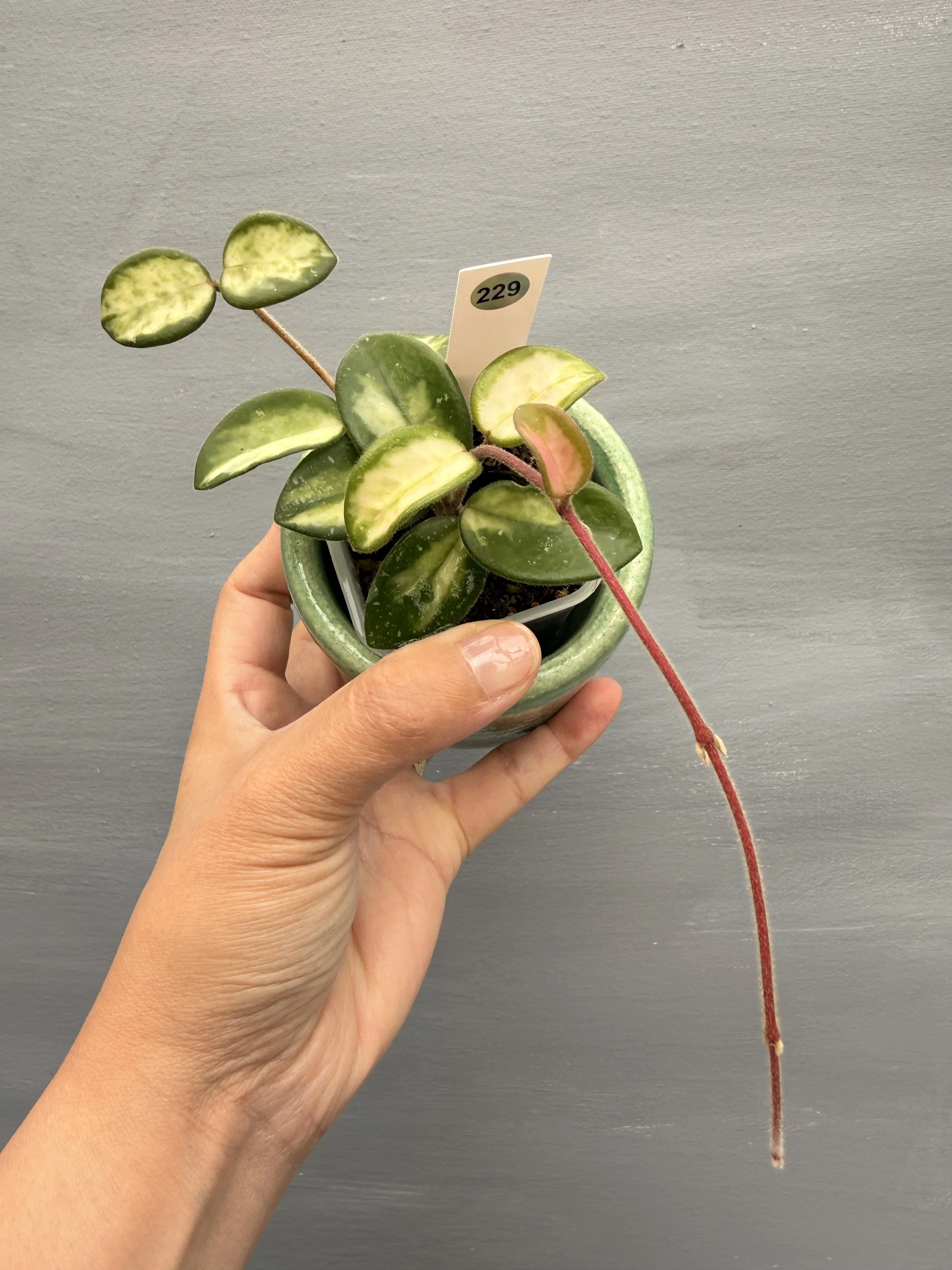 Hoya mathilde ‘Variegated’ PSP-229