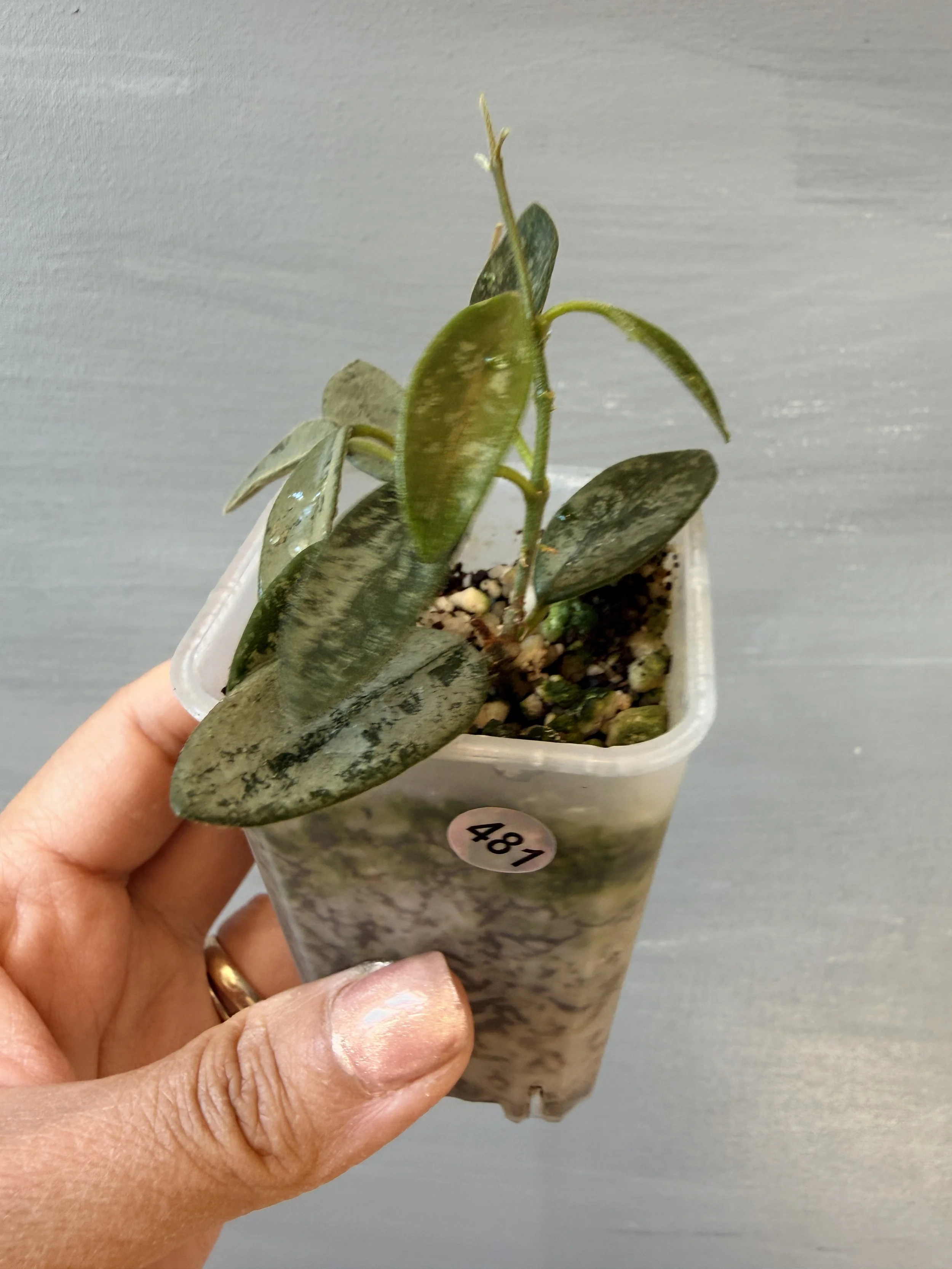 Hoya sp. China Silver (NOID) – Grower's Choice