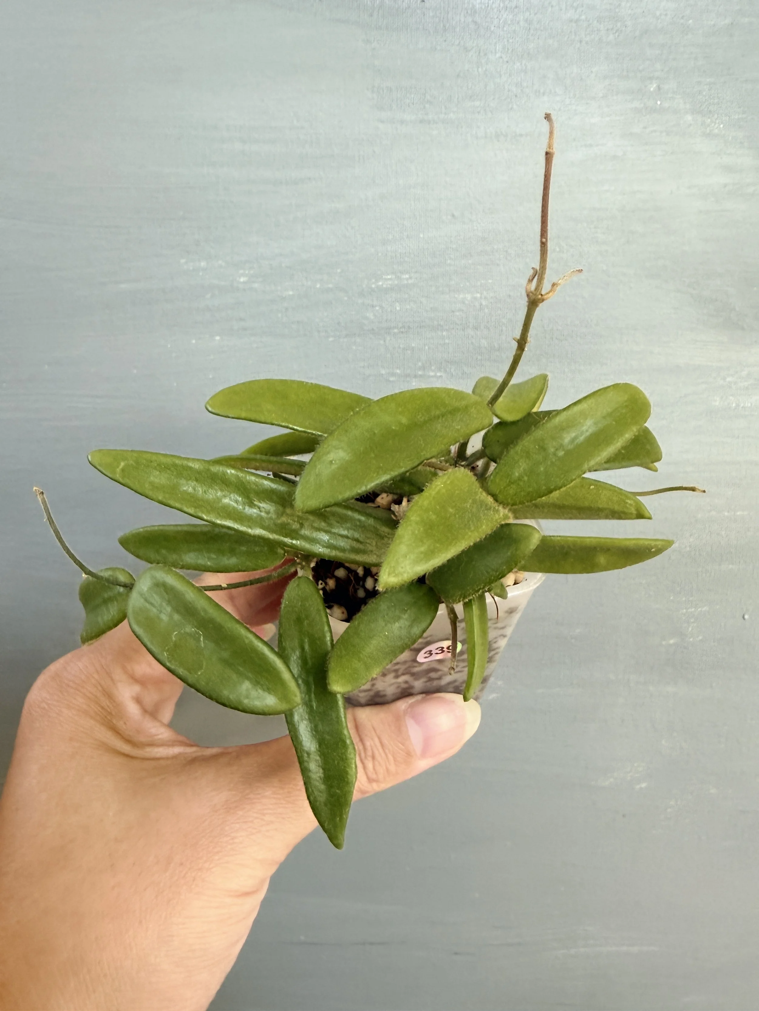 Hoya lyi China PSP-339