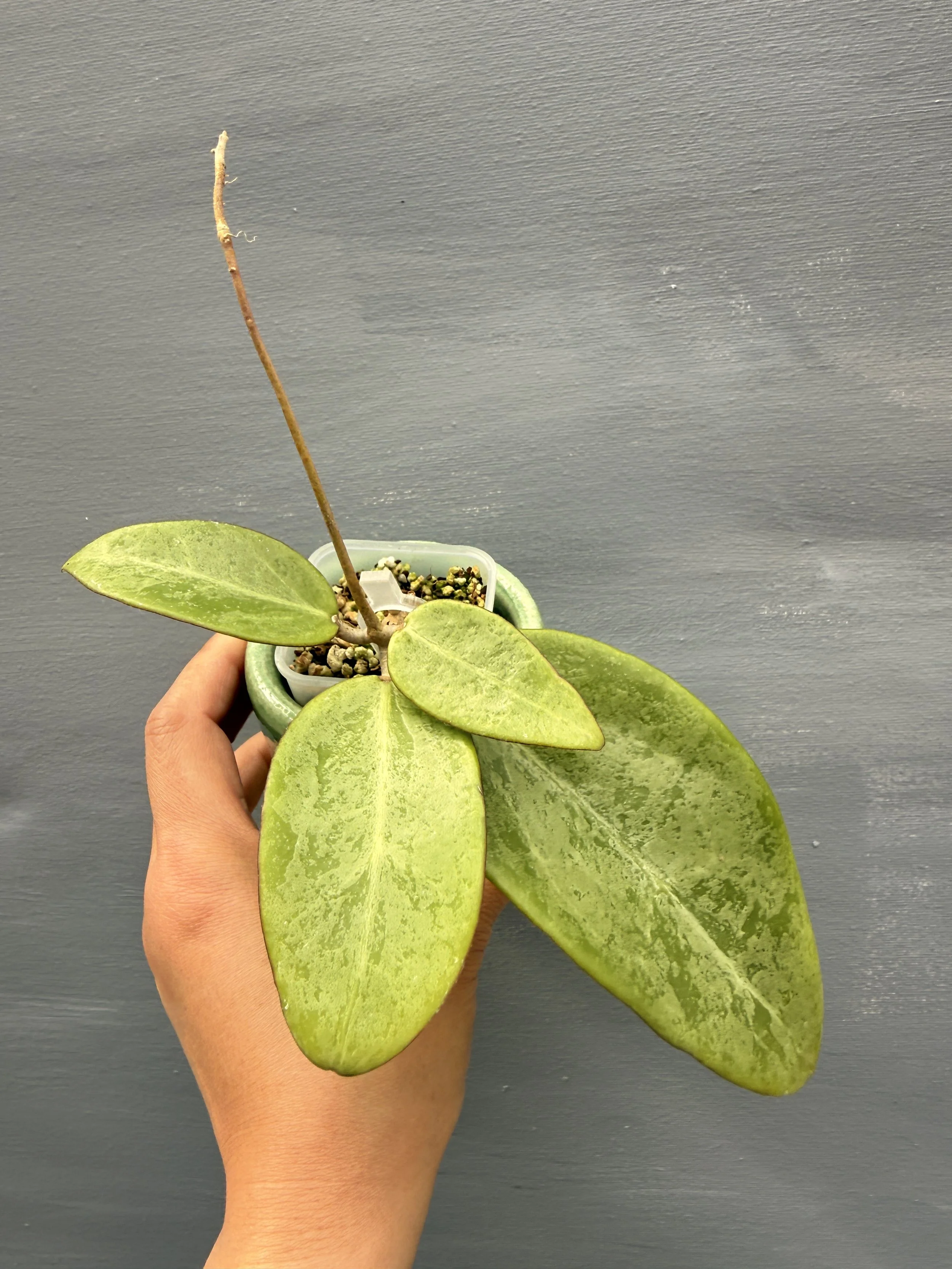 Hoya rime Silver PSP-212