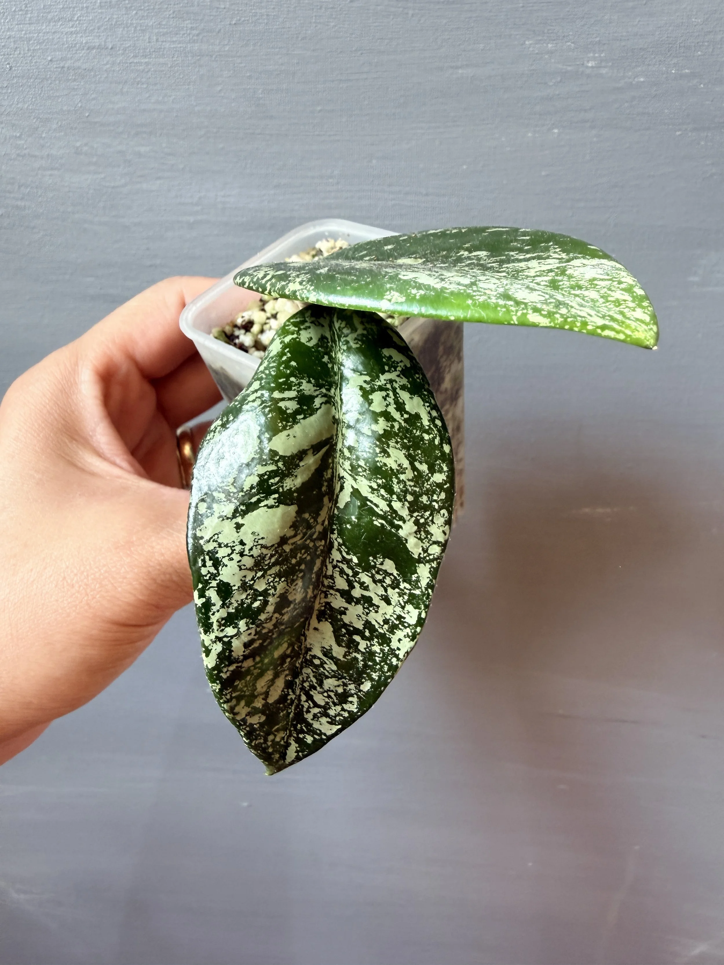 Hoya carnosa ‘Freckles Splash’ PSP-512