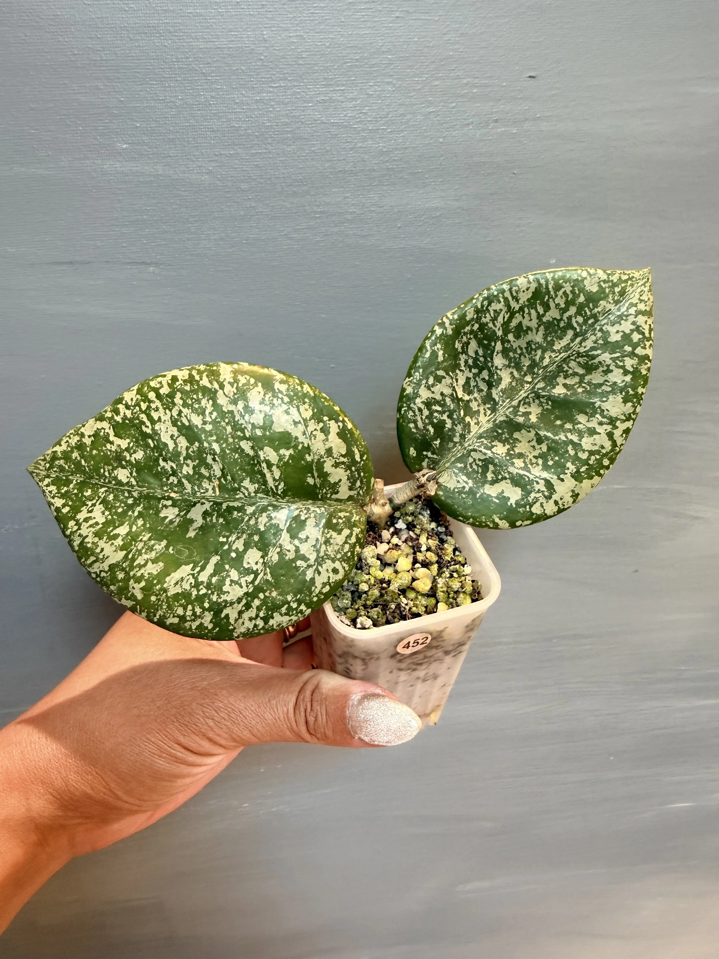 Hoya carnosa ‘Freckles Splash’ PSP-452