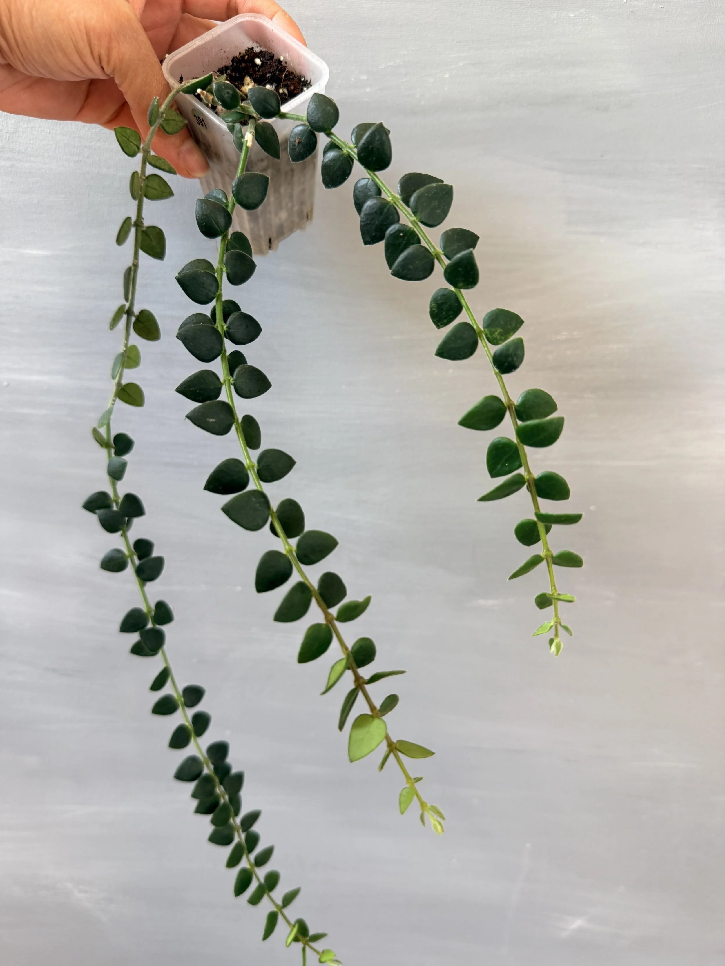 Hoya chinghungensis ‘Large Form’ PSP-391