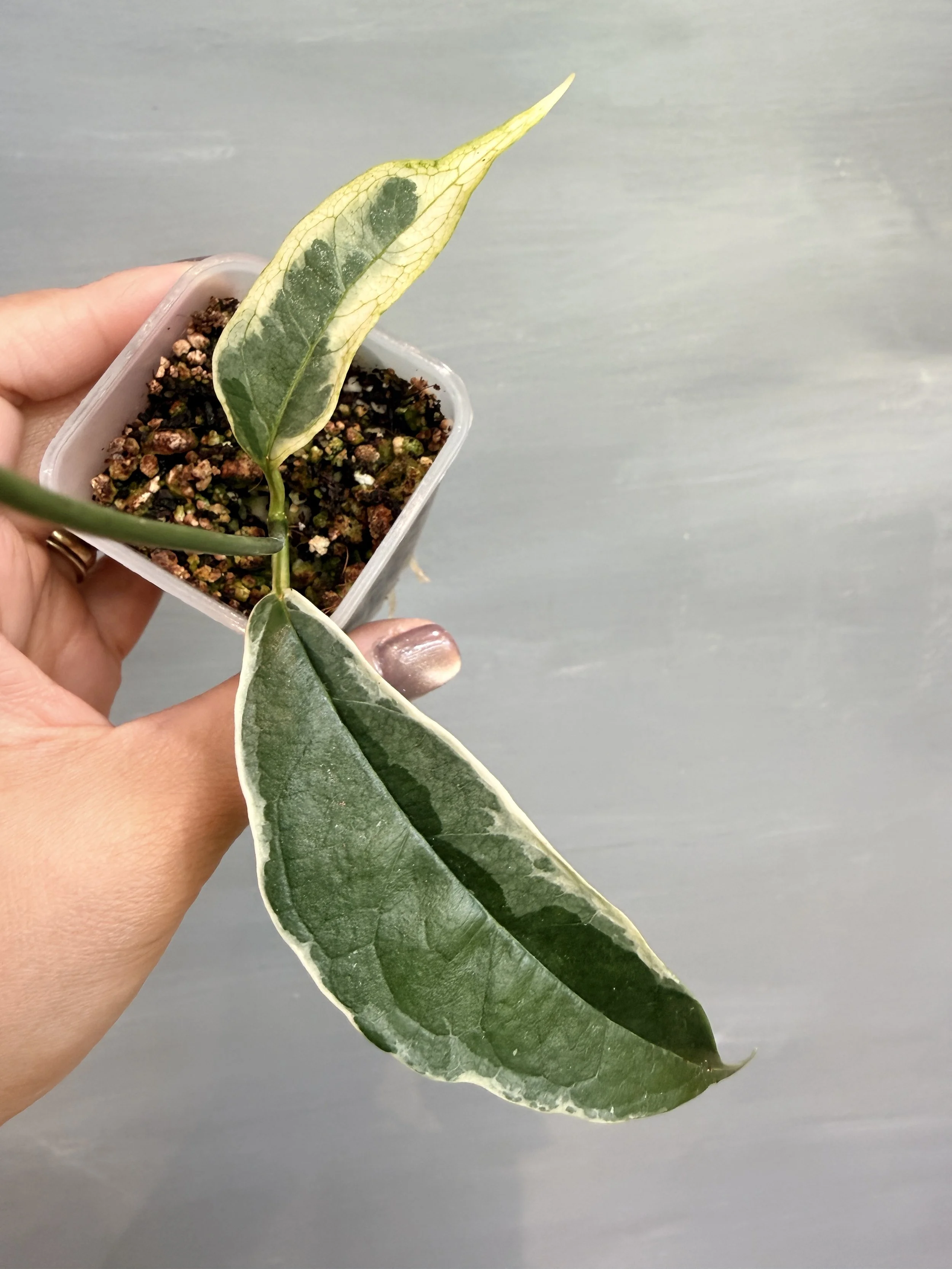 Hoya buotii Albo PSP-161
