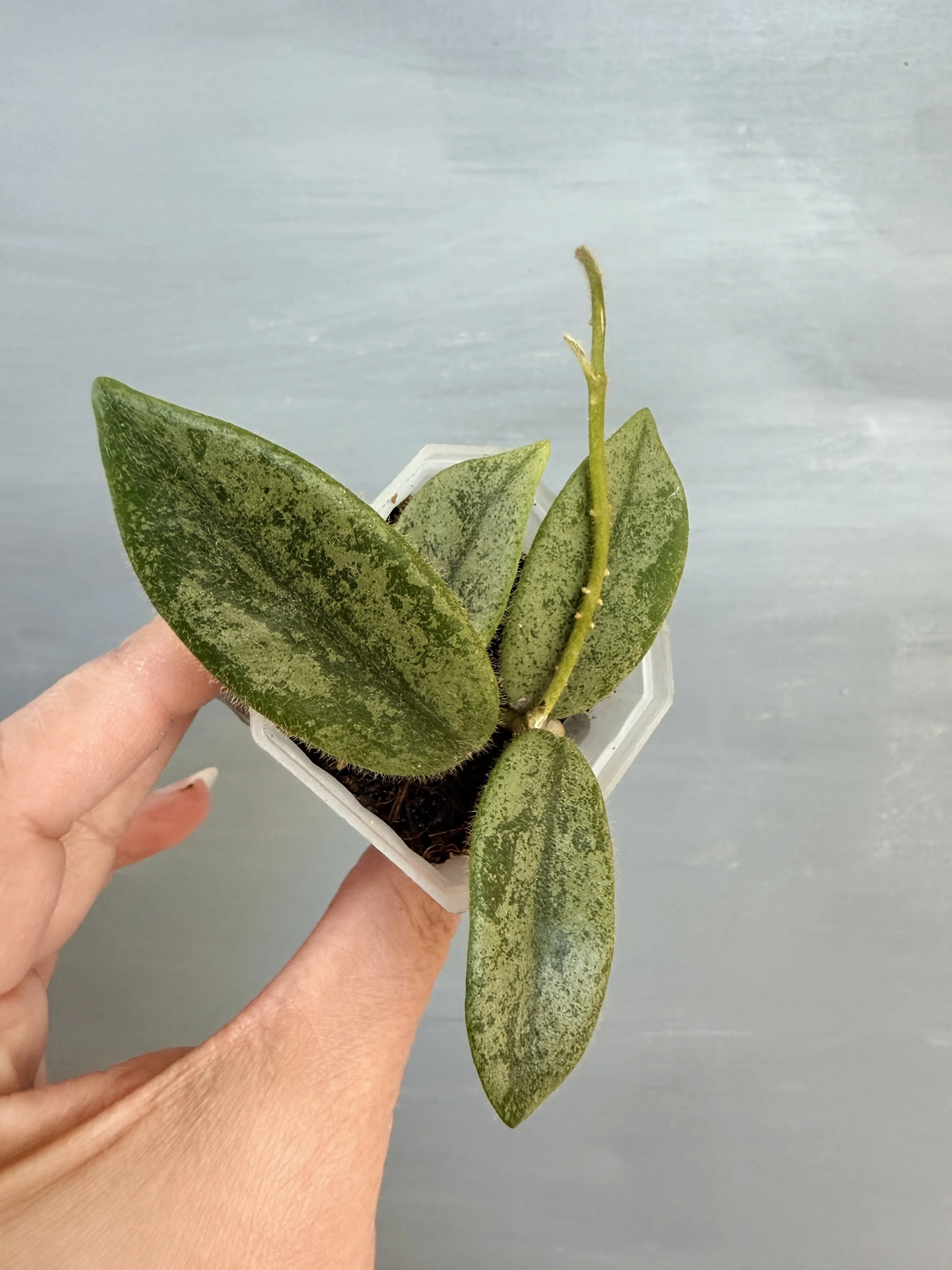 Hoya thomsonii Silver PSP-349