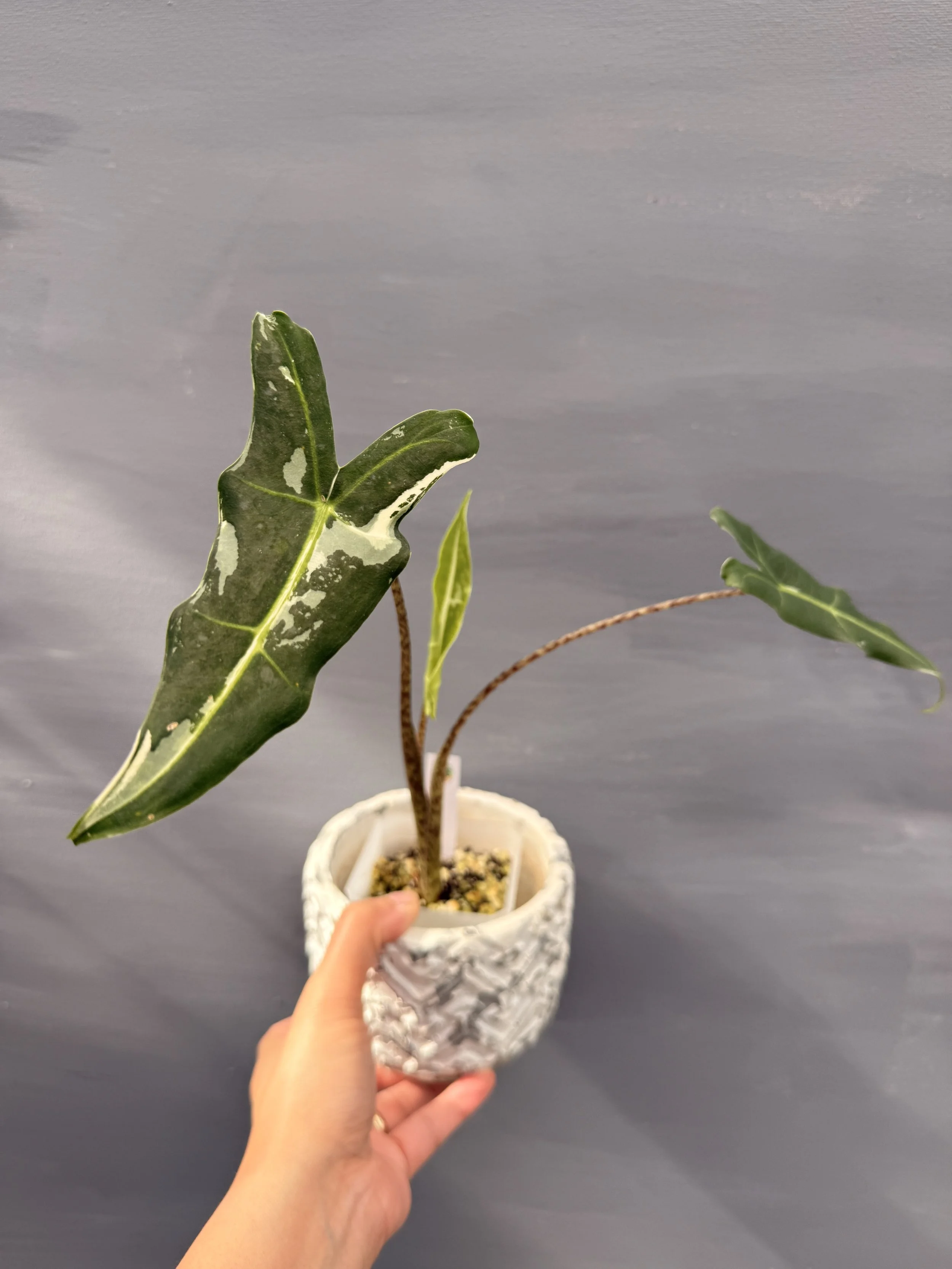 Alocasia ‘Sarian Variegated’ PSP-236