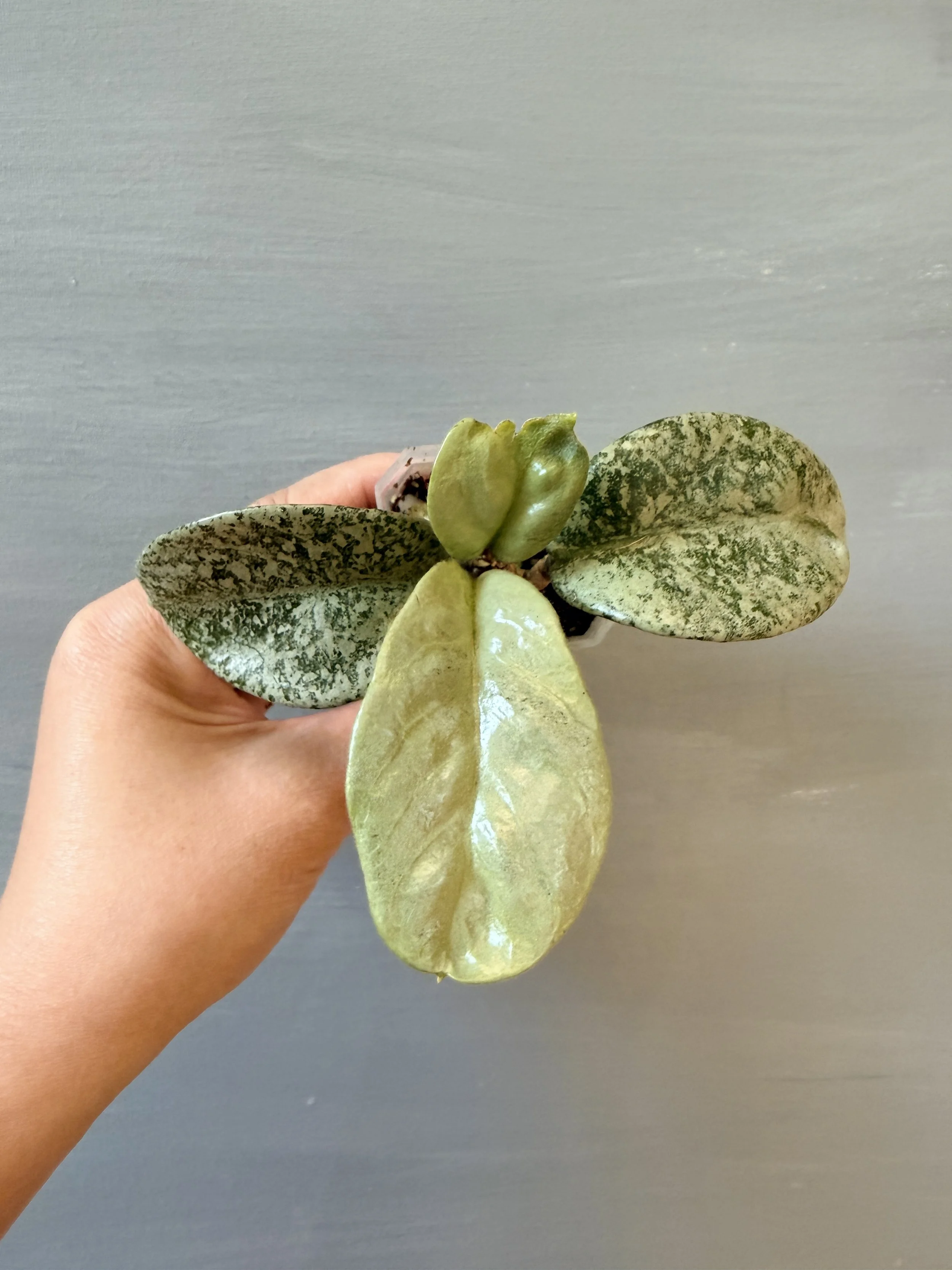 Hoya Nova Ghost PSP-528