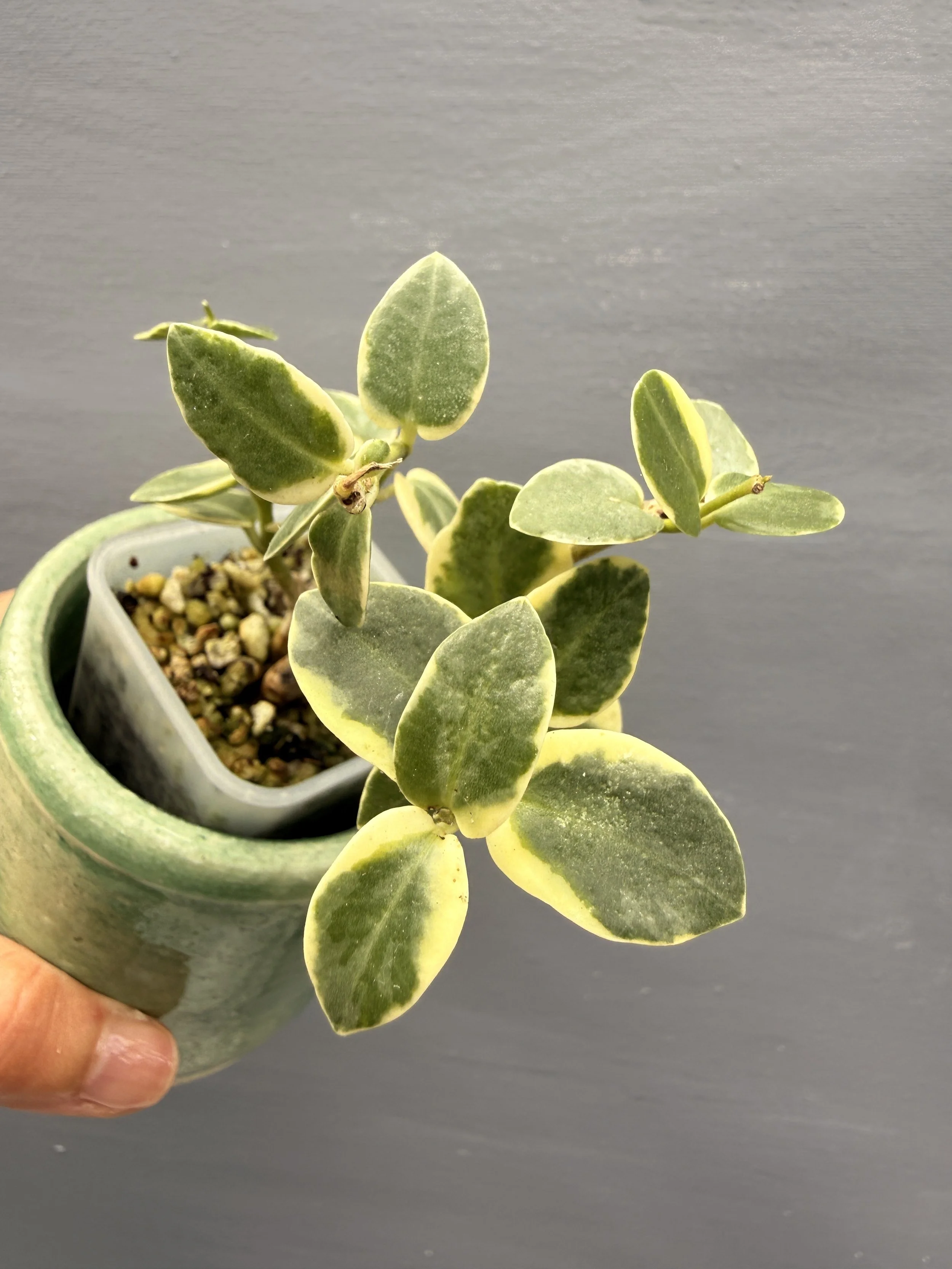 Hoya cummingiana ‘Albo’ PSP-215