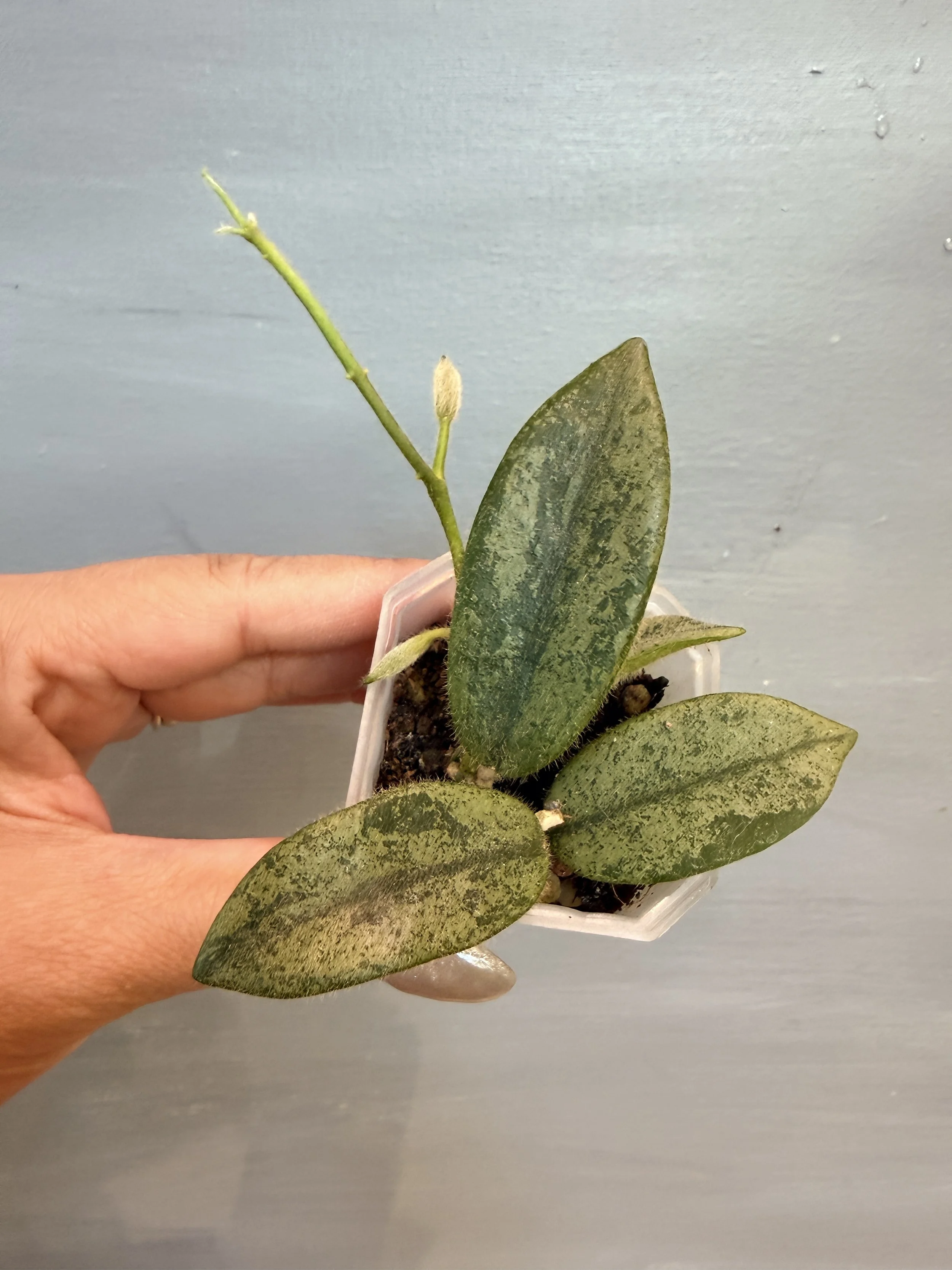 Hoya thomsonii ‘Silver’ PSP-349