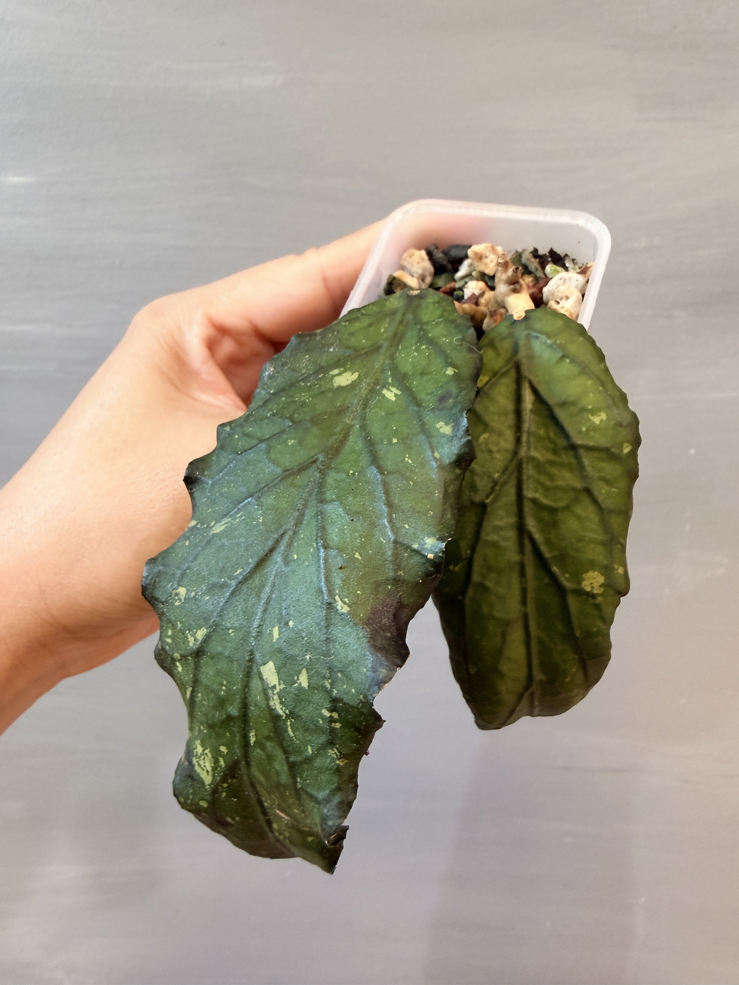 Hoya sp. Aceh Gayo Lues PSP-556