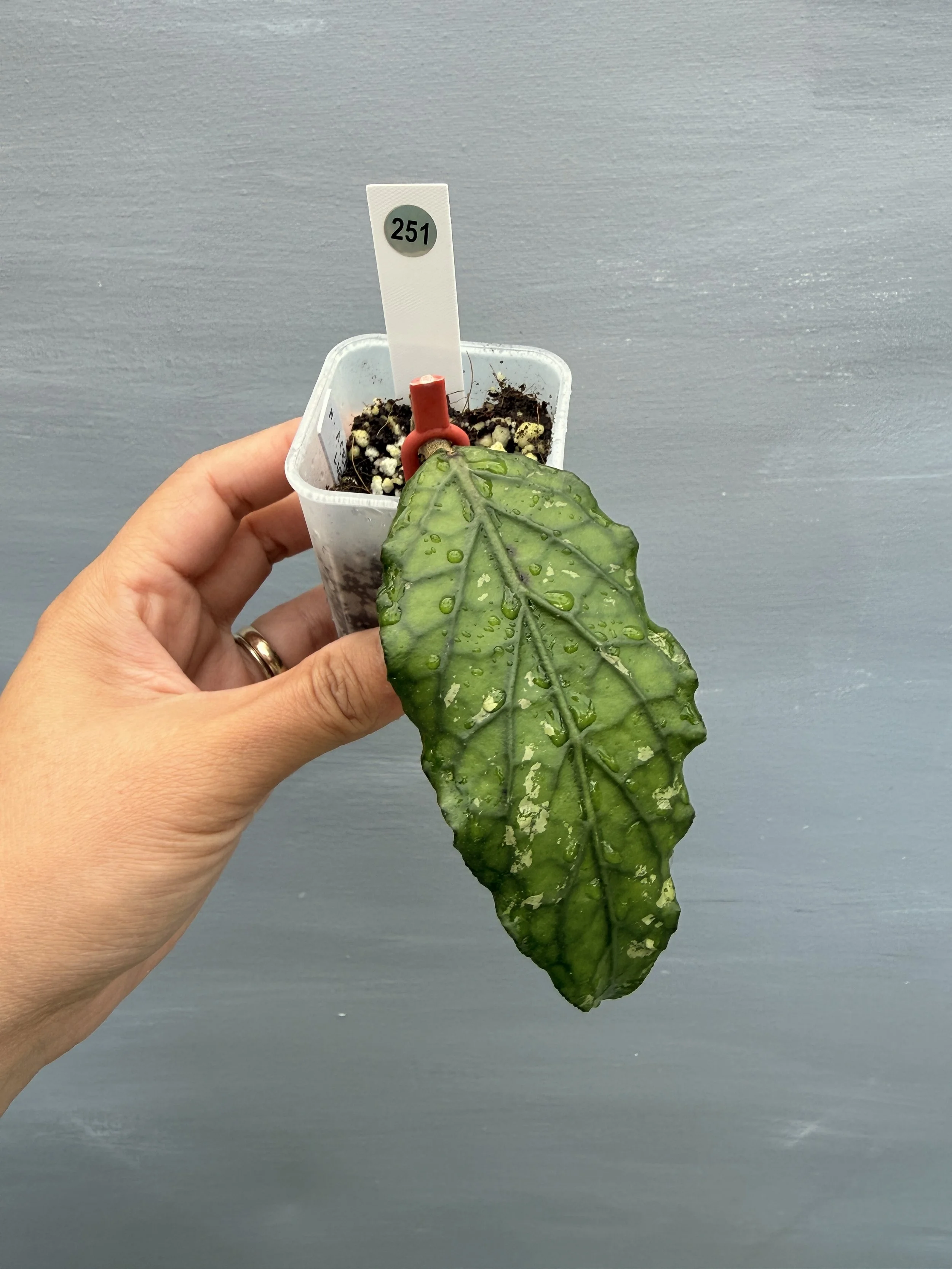 Hoya sp. Aceh Gayo Lues PSP-251