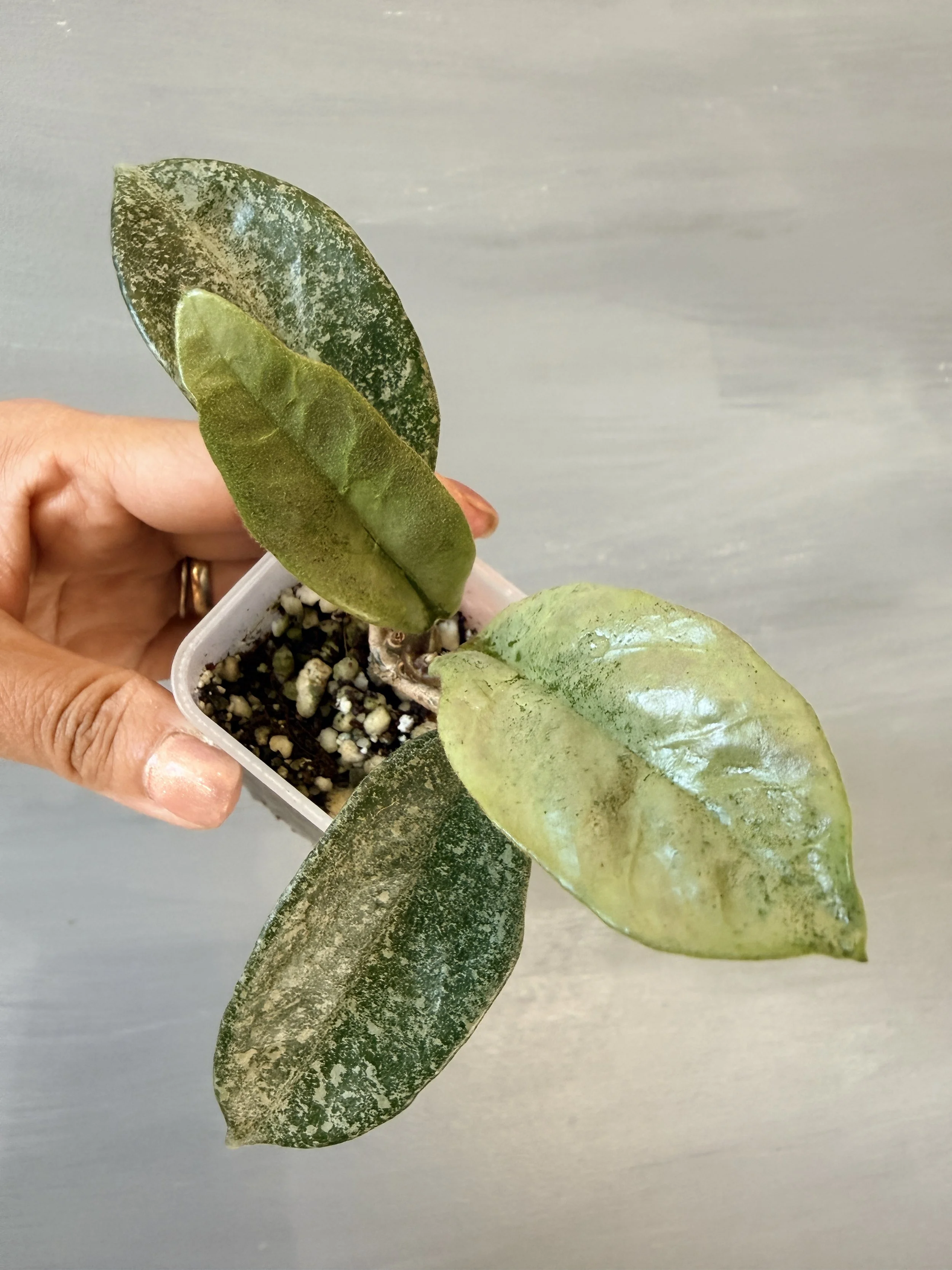 Hoya ‘Nova Ghost’ PSP-476