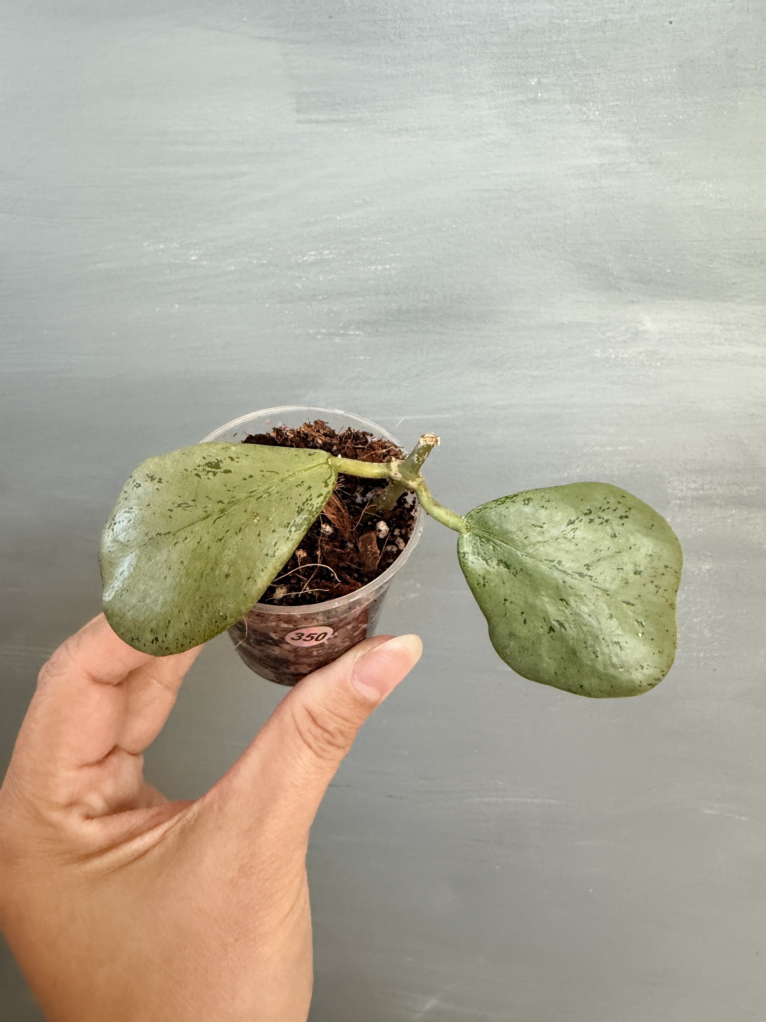 Hoya sp. Chiang Dao Silver PSP-350