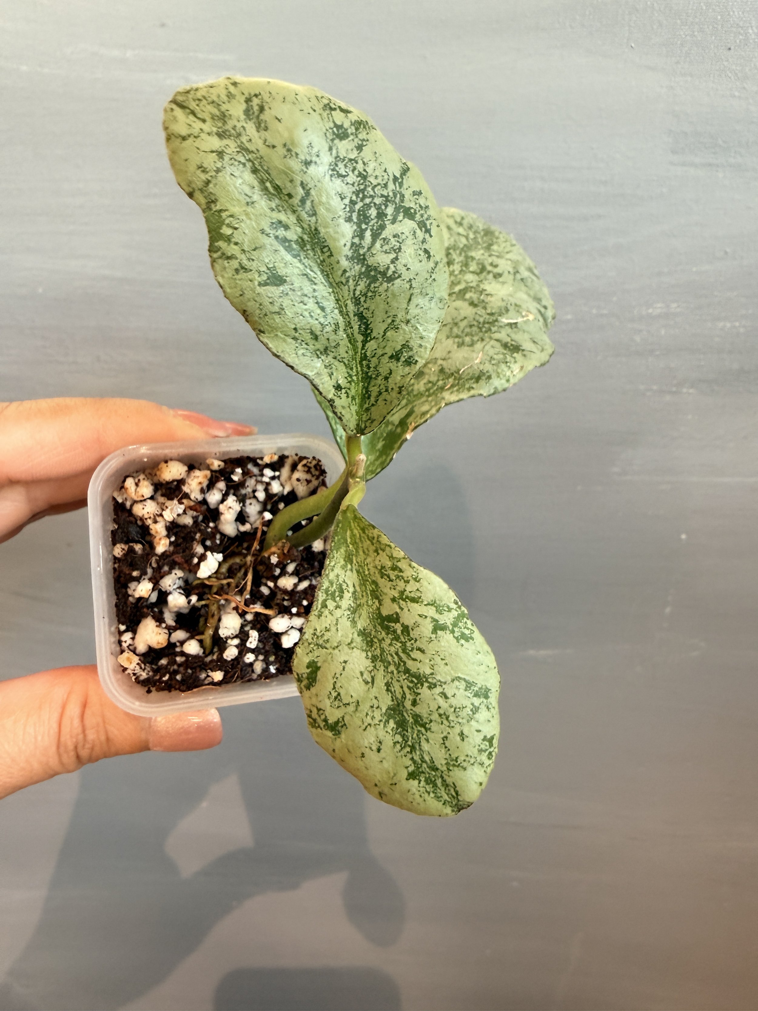 Hoya waymaniae 'Cloudy Sky' PSP-499