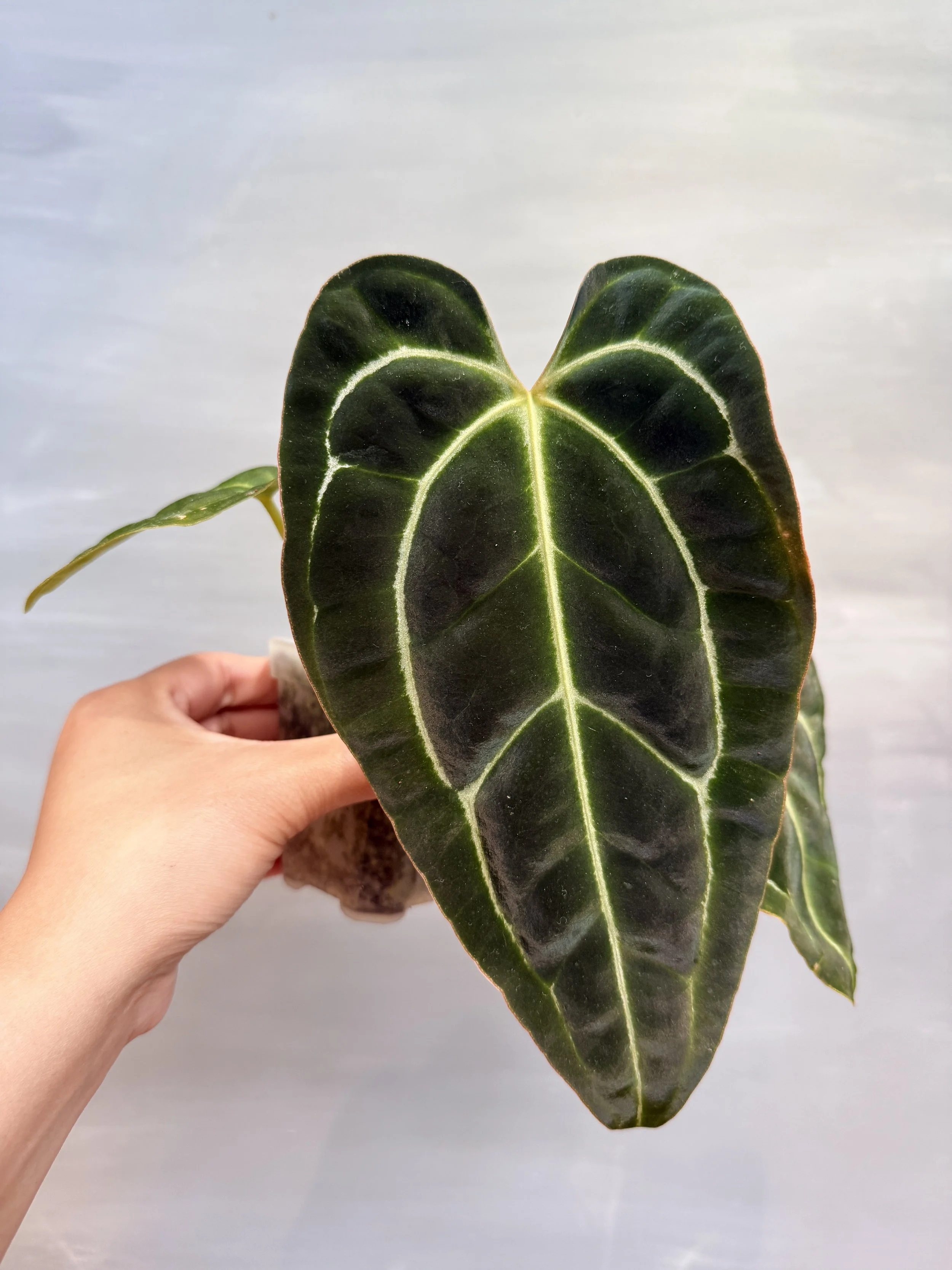 Anthurium besseae aff. × Dark Crystallinum PSP-371