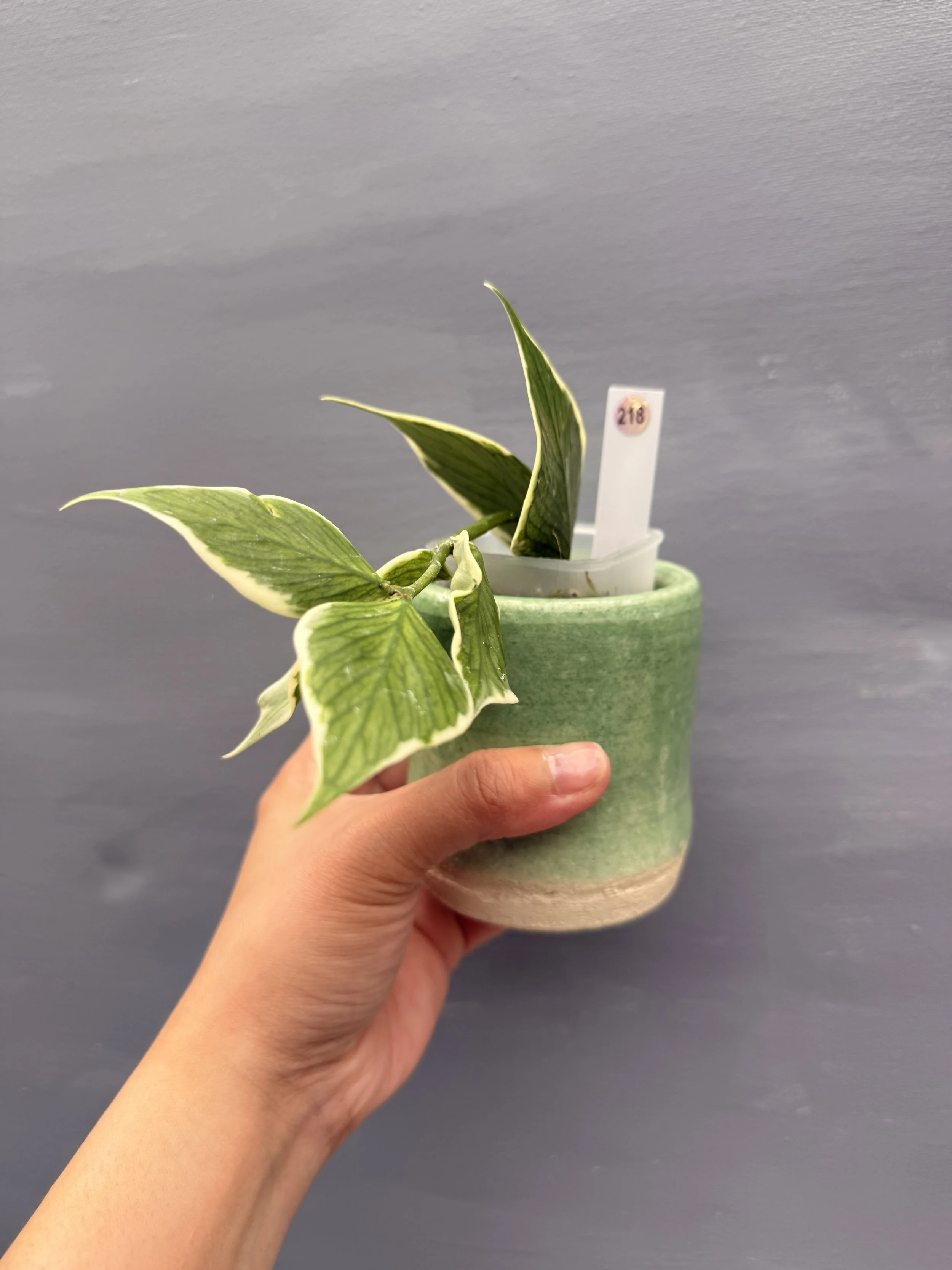 Hoya polyneura ‘Albo’ PSP-218