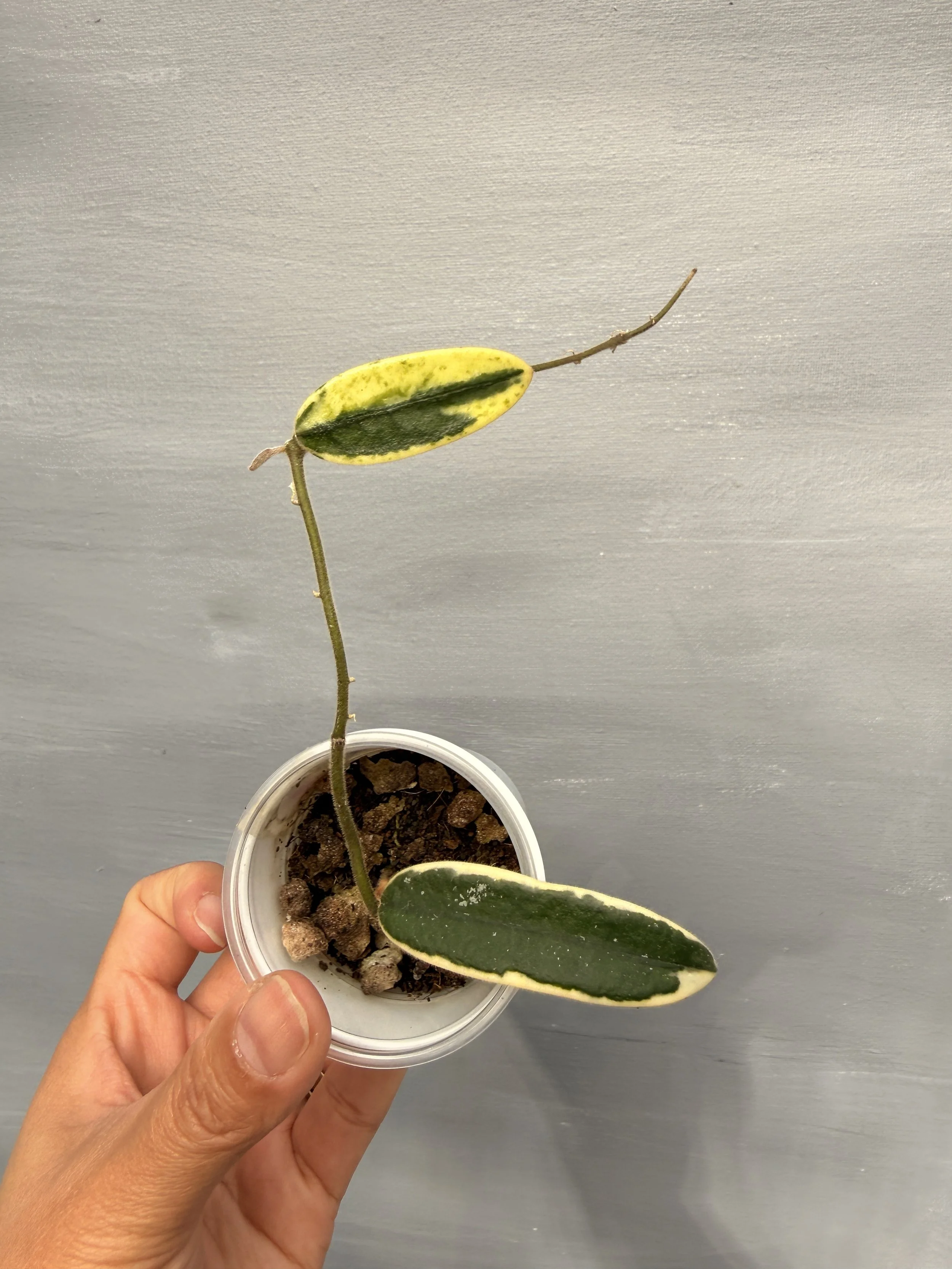 Hoya lyi ‘Prism’ PSP-125