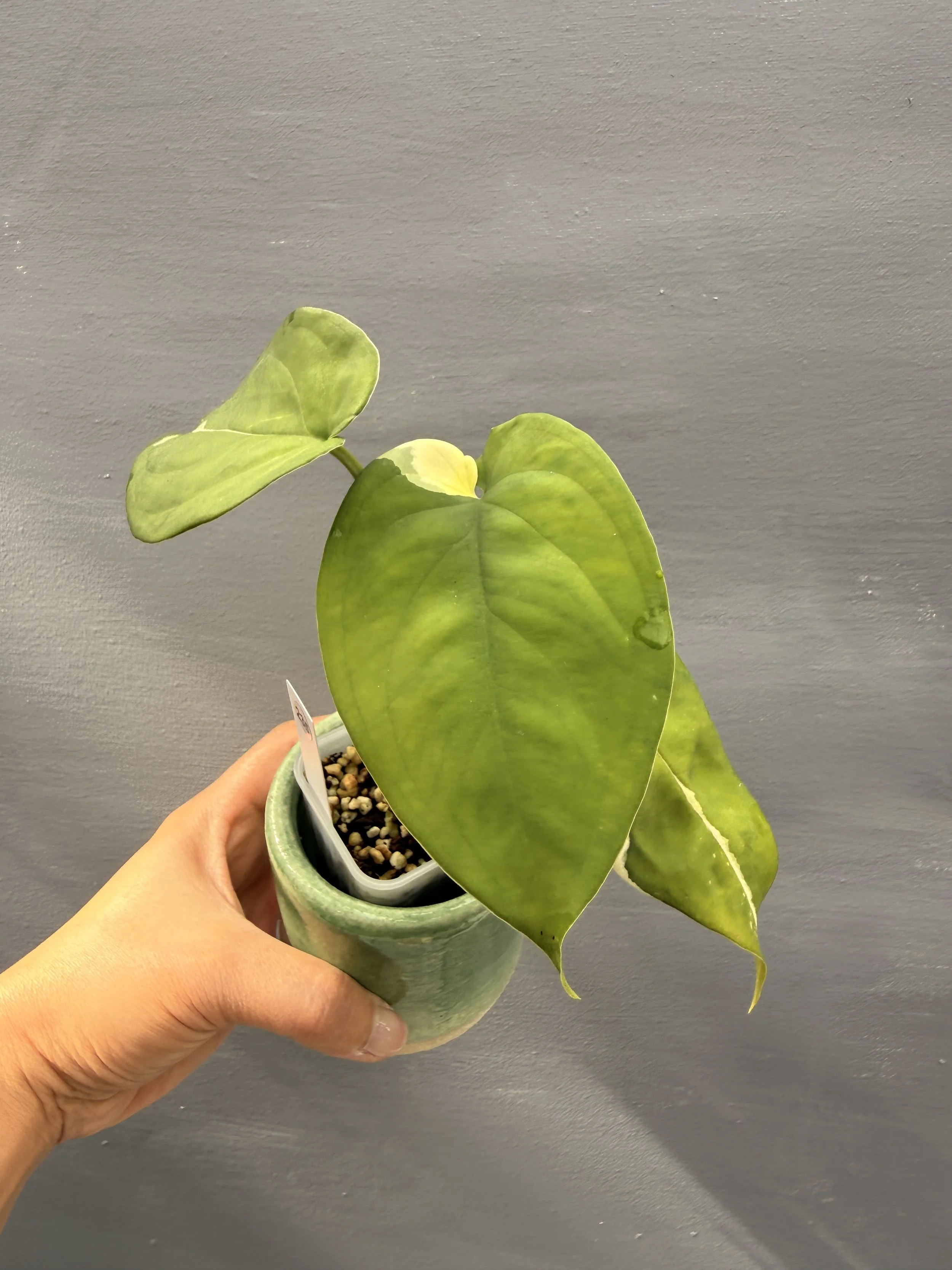 Syngonium chiapense ‘Variegated’ PSP-235