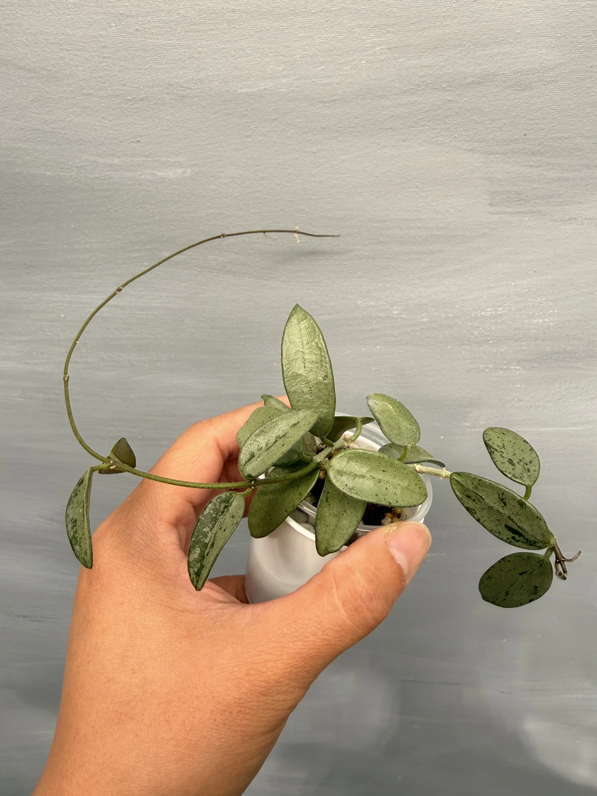 Hoya ‘Lima Silver’ PSP-112