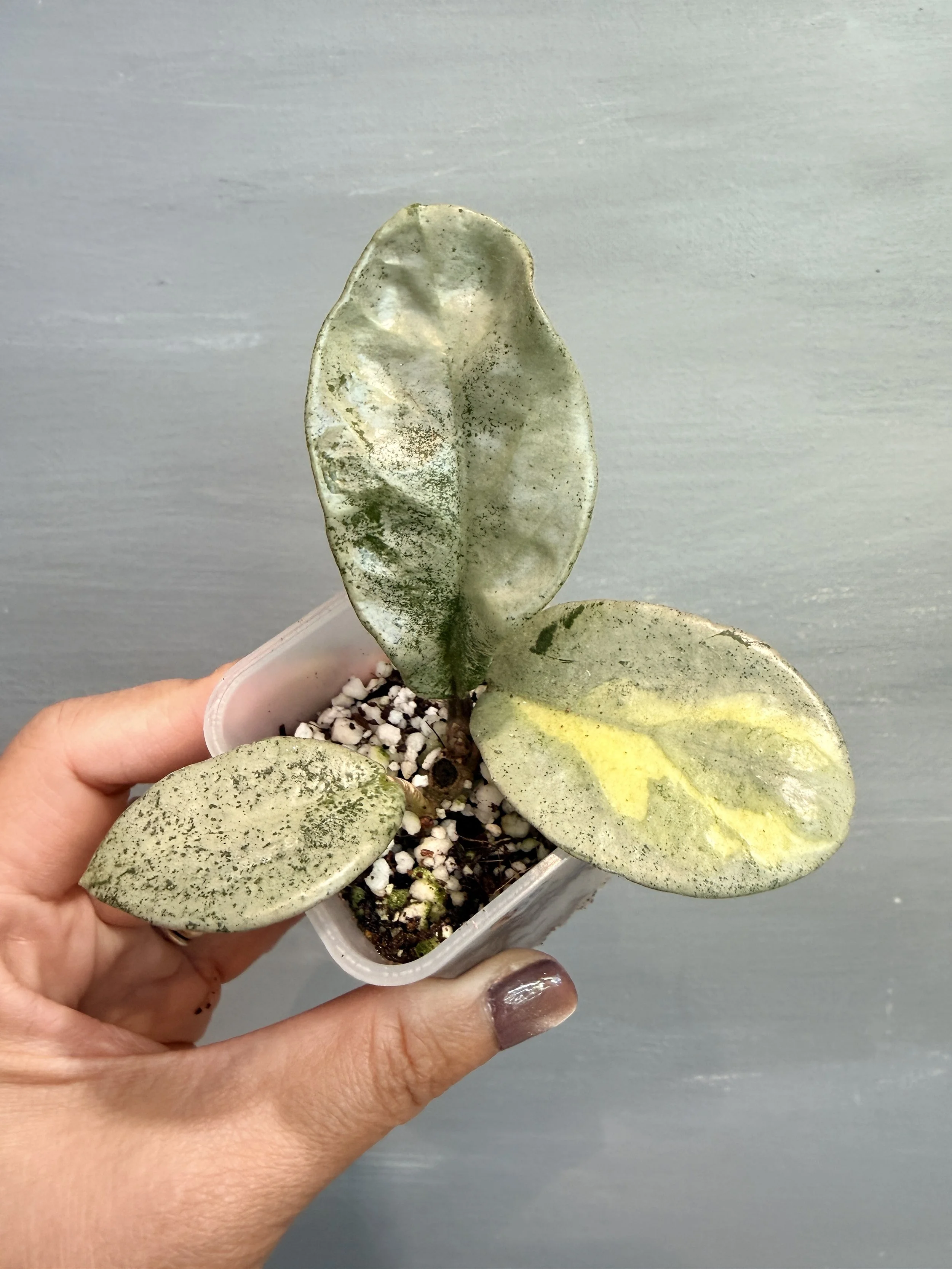Hoya carnosa ‘Nova Ghost’ PSP-155