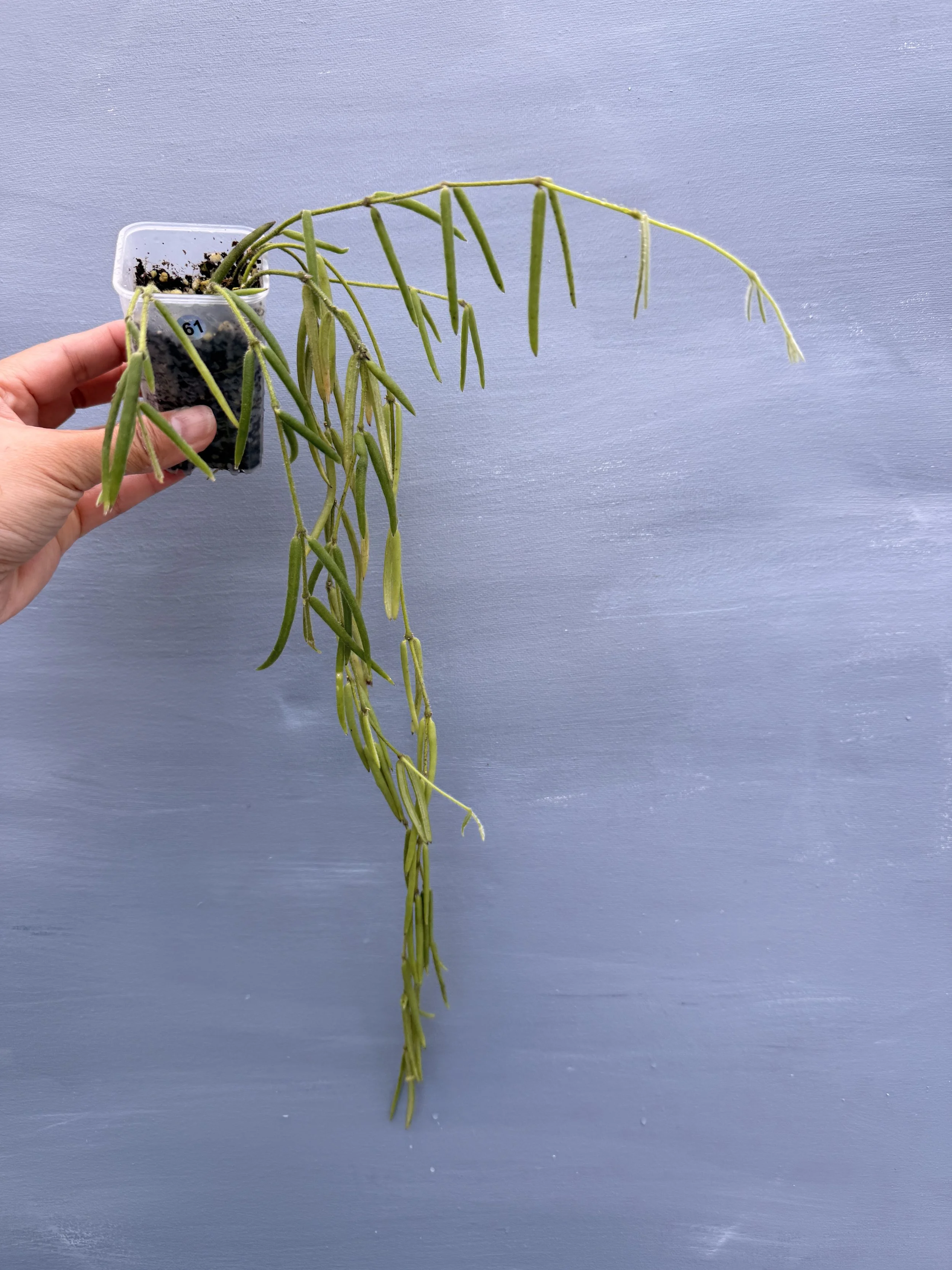 Hoya linearis PSP-61