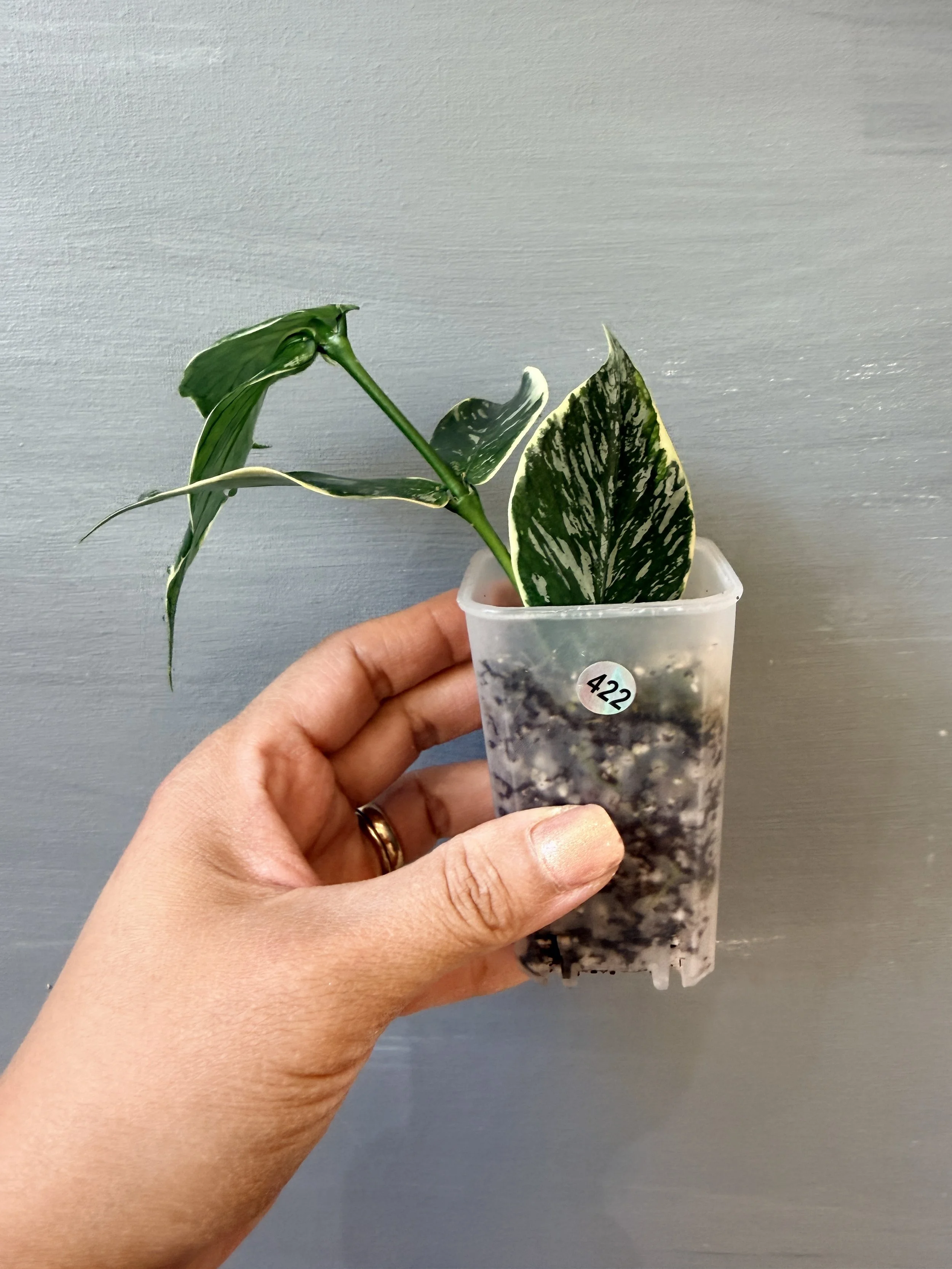 Hoya polyneura ‘Jasminka’ PSP-422